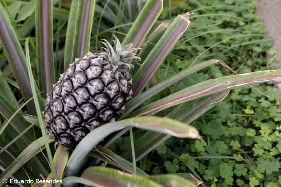 Ananás dos Açores vai ser consumido em novos formatos a partir de 2018 – Imagem 1