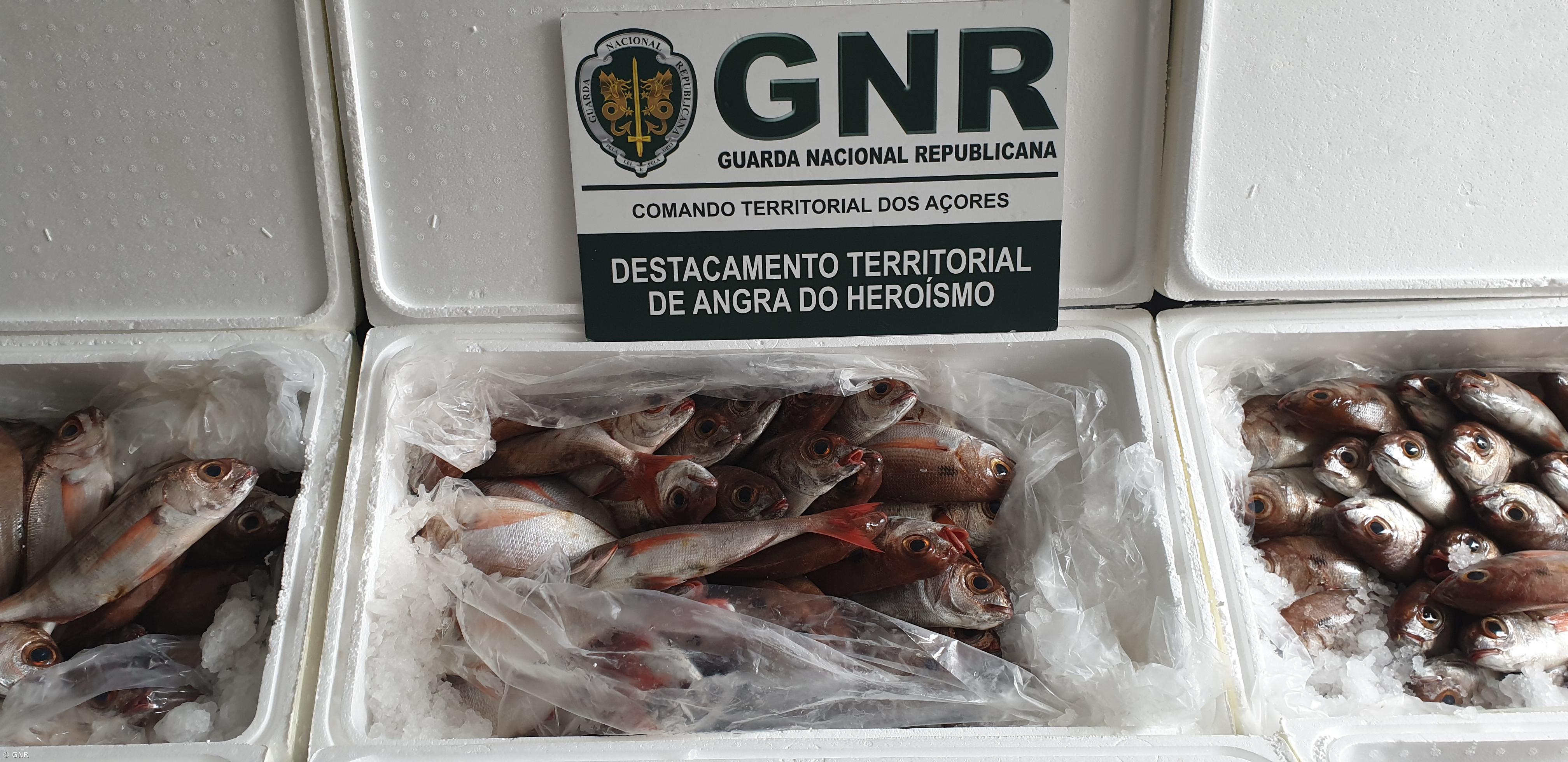 Apreensão de 169 quilos de pescado na Terceira – Imagem 1