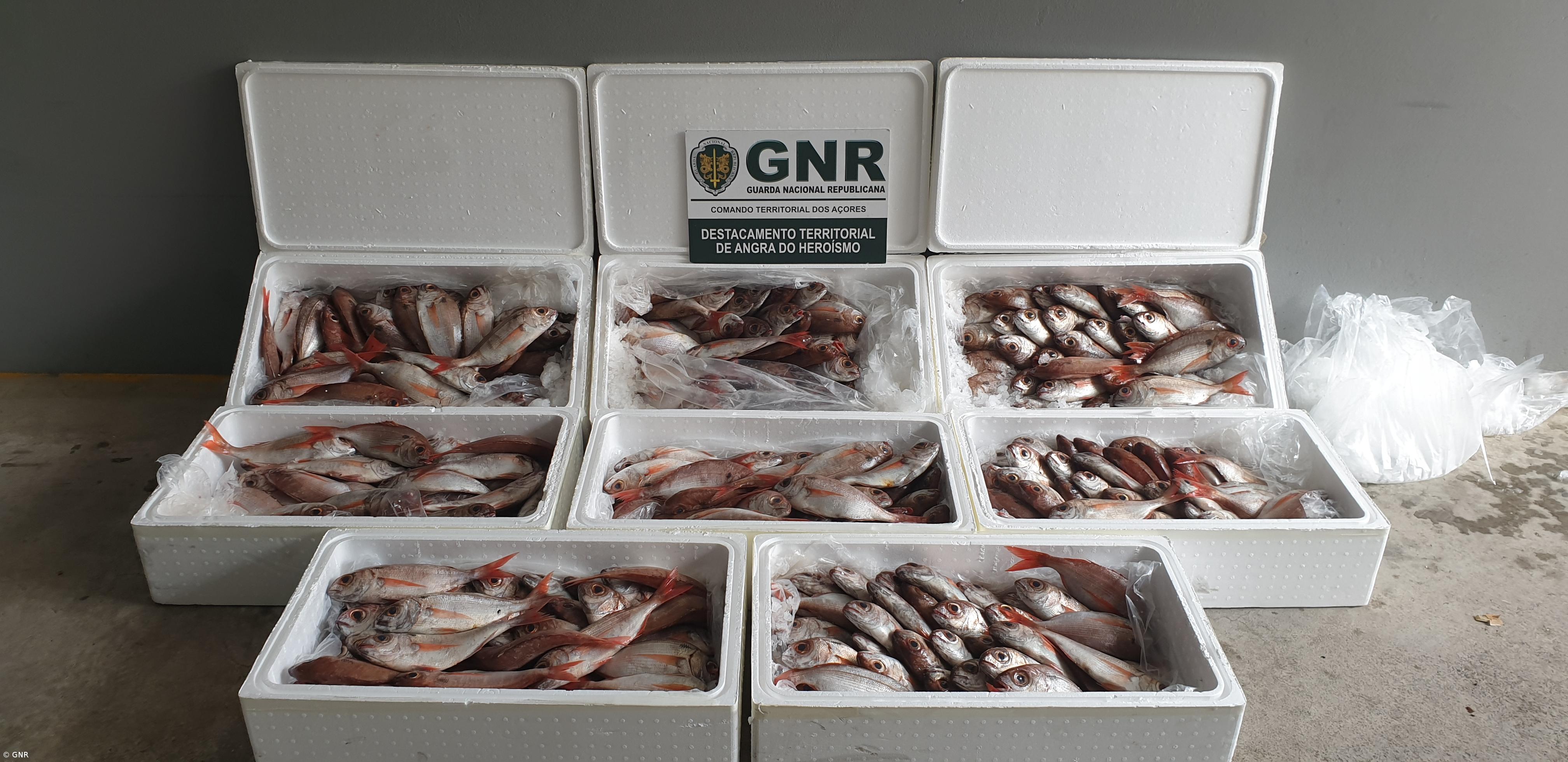 Apreensão de 169 quilos de pescado na Terceira – Imagem 2