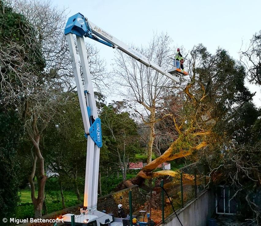 Queda de árvore provoca danos em apartamentos na Fajã de Baixo – Imagem 1