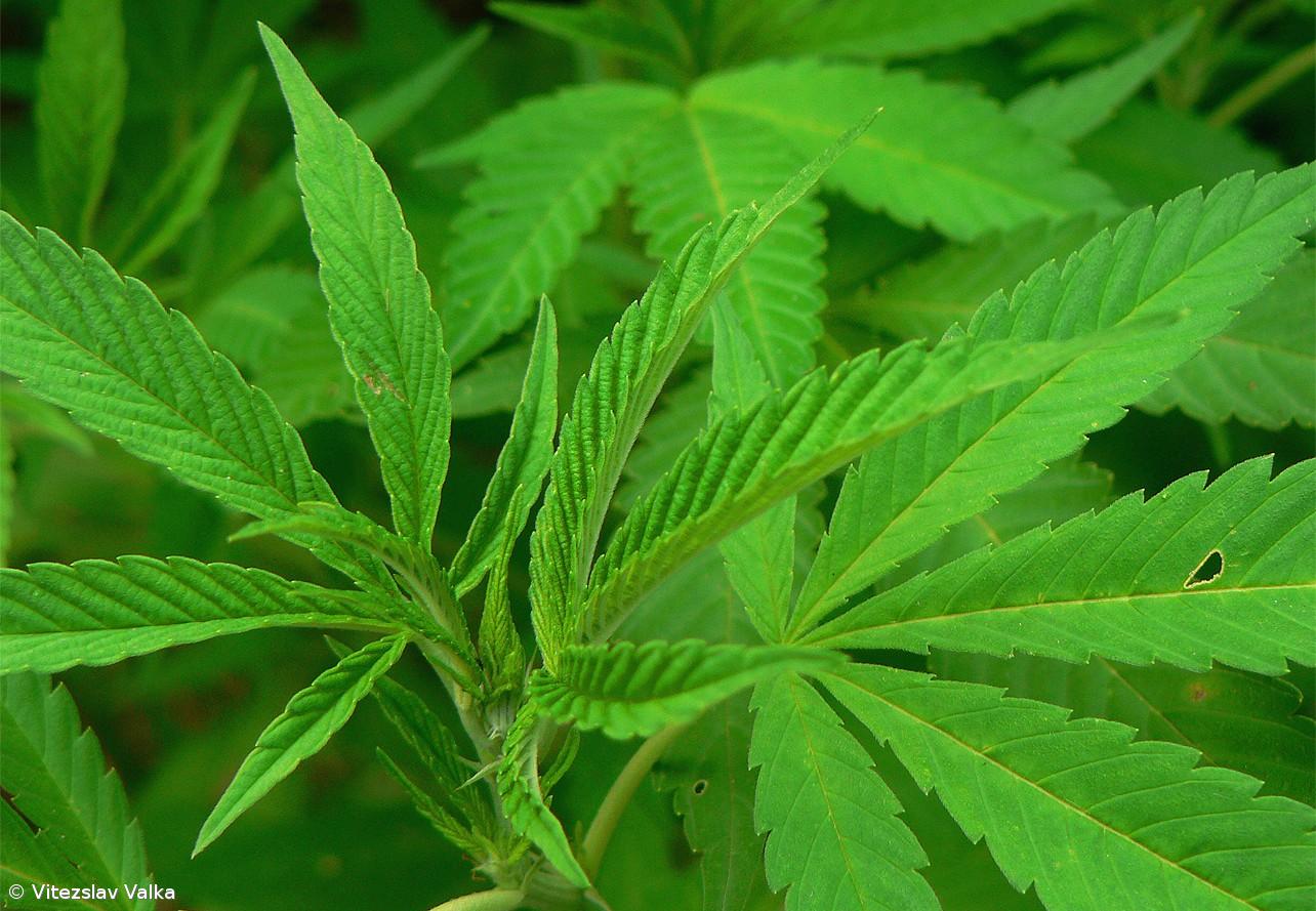 PSP apreendeu 209 plantas de 'cannabis' numa plantação na Lagoa – Imagem 1