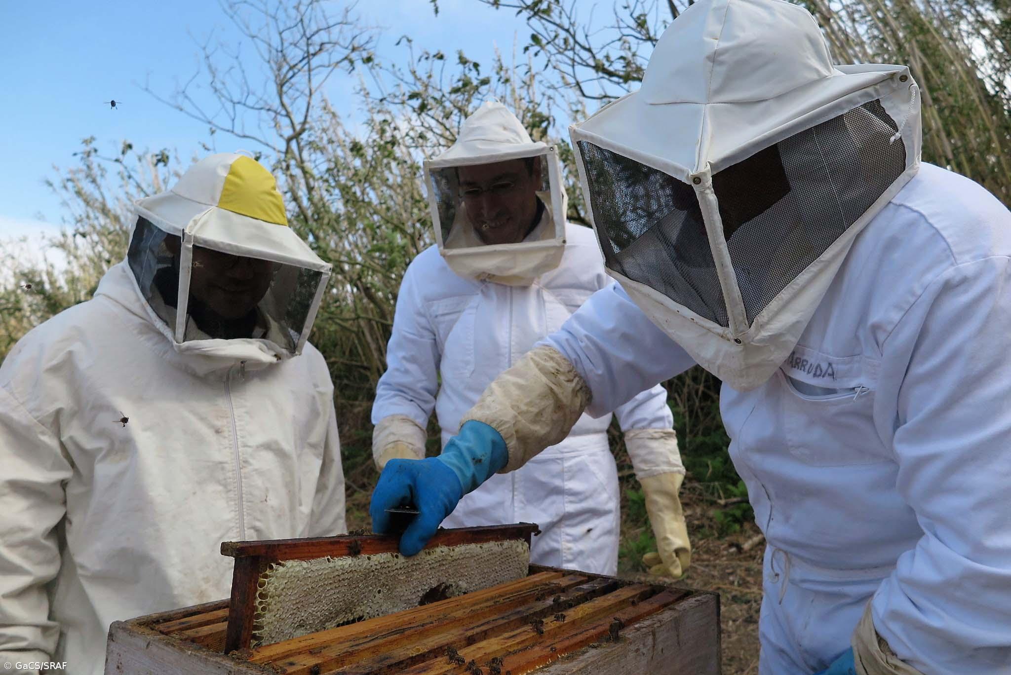 Plano Estratégico para a Apicultura nos Açores será aprovado em junho – Imagem 1