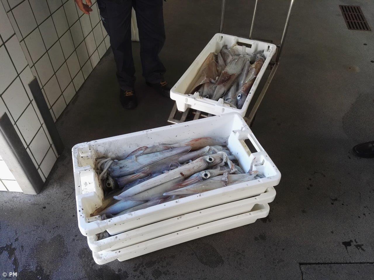 Polícia Marítima efetua apreensão ao largo de São Jorge – Imagem 1