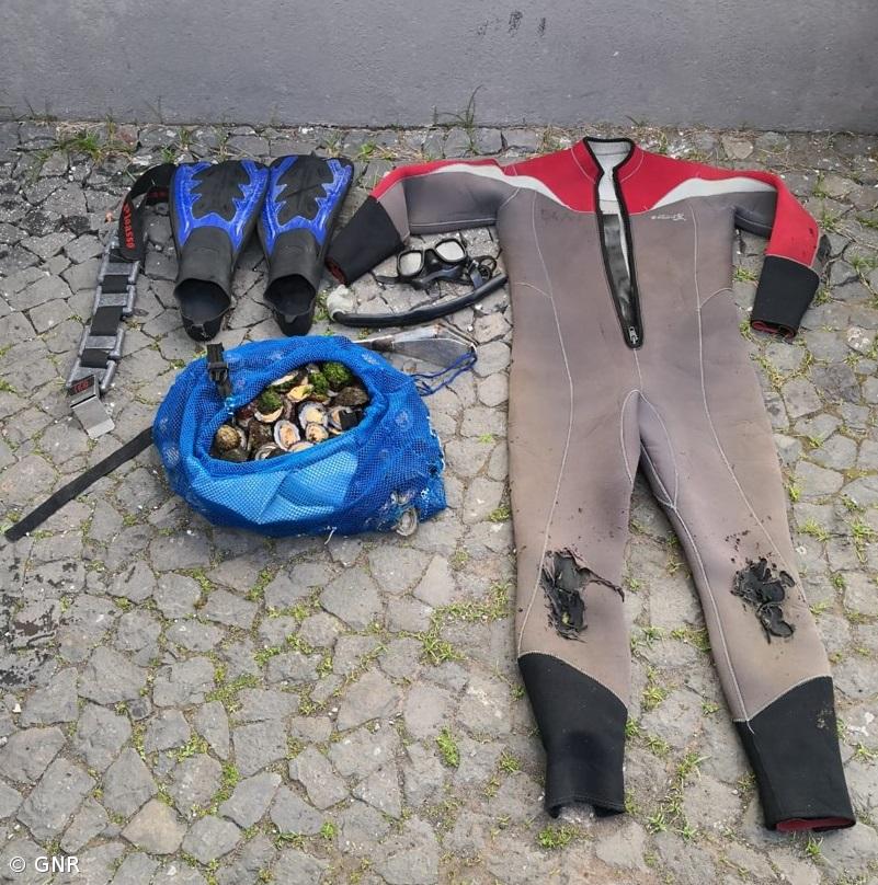  Apreensão de 33 quilos de lapas nas ilhas do Faial e Pico – Imagem 1