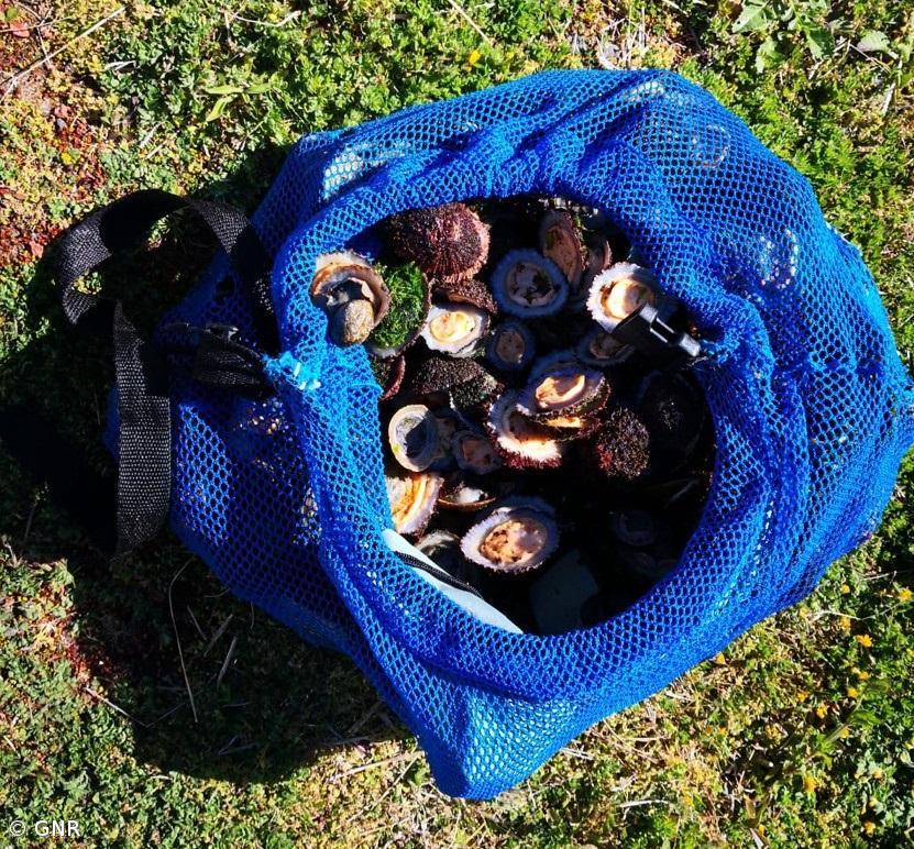  Apreensão de 33 quilos de lapas nas ilhas do Faial e Pico – Imagem 2