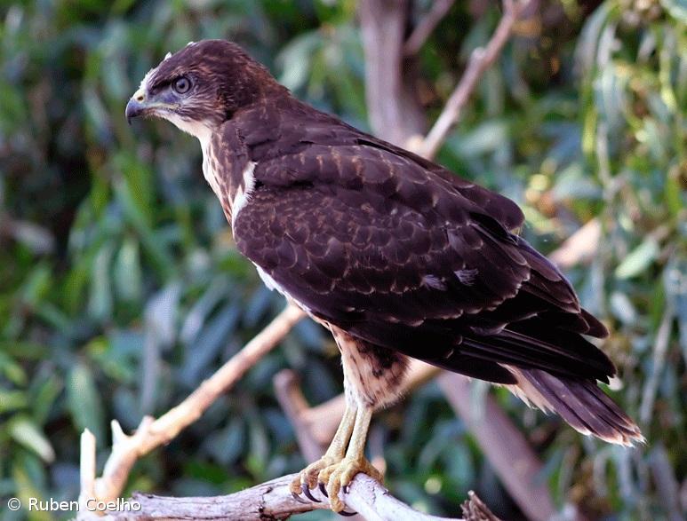 Censo anual de milhafres decorre a 6 e 7 de abril nos Açores  – Imagem 1