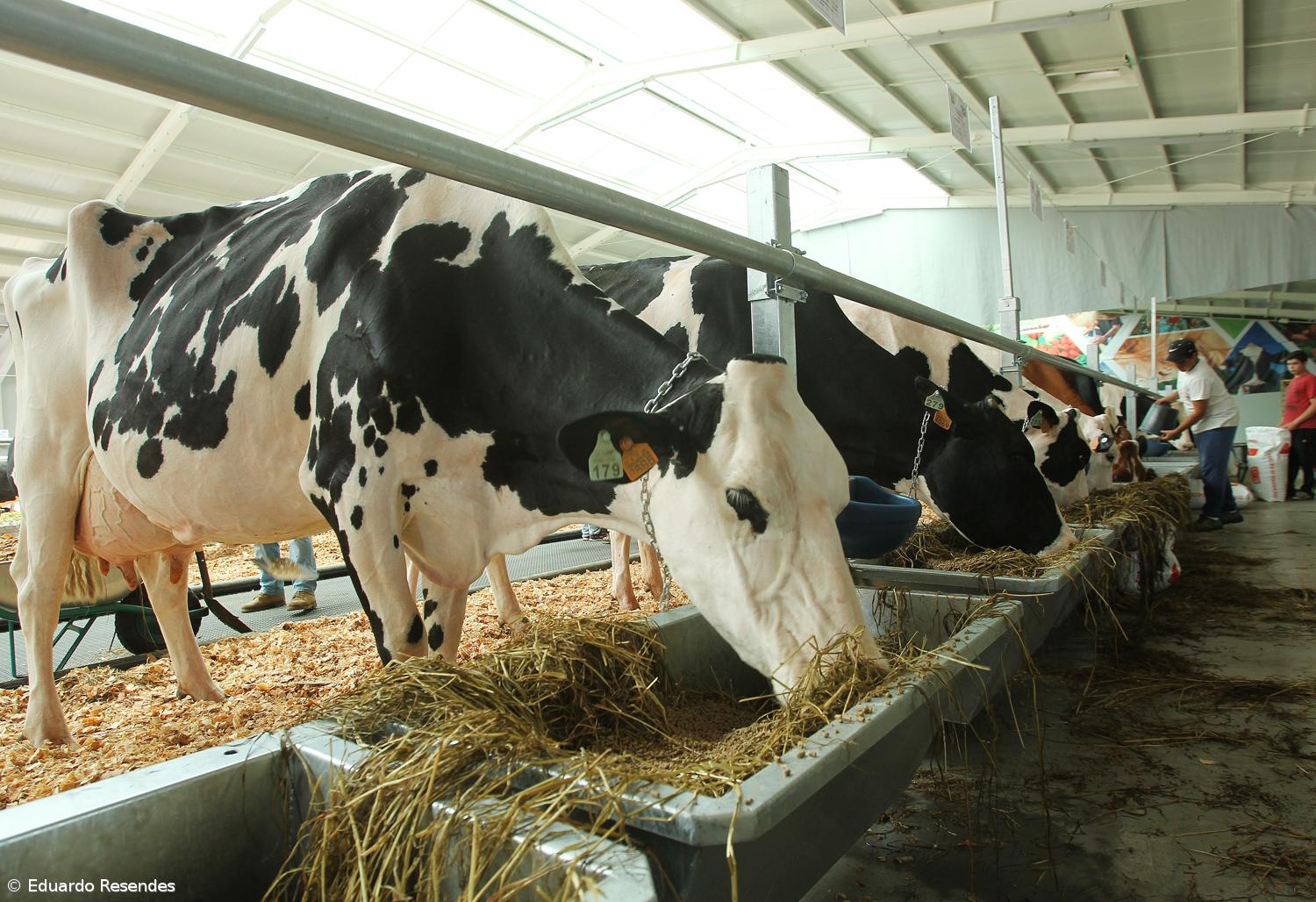 Número de vacas leiteiras subiu 4,3% de 2014 a 2018, mas consumo de leite caiu desde 2010 – Imagem 1