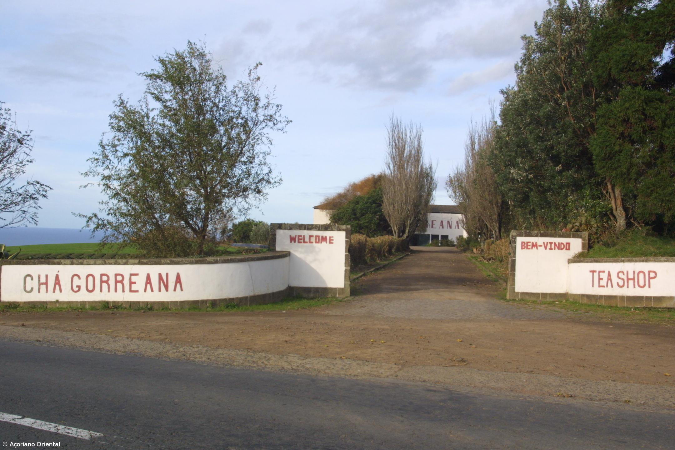 Produzir chá 'à moda antiga' é receita de sucesso da Gorreana  – Imagem 1