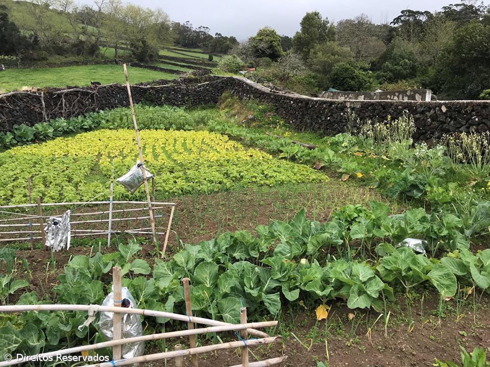 Cáritas da Ilha Terceira incentiva ao consumo e ao cultivo de hortofrutícolas  – Imagem 1