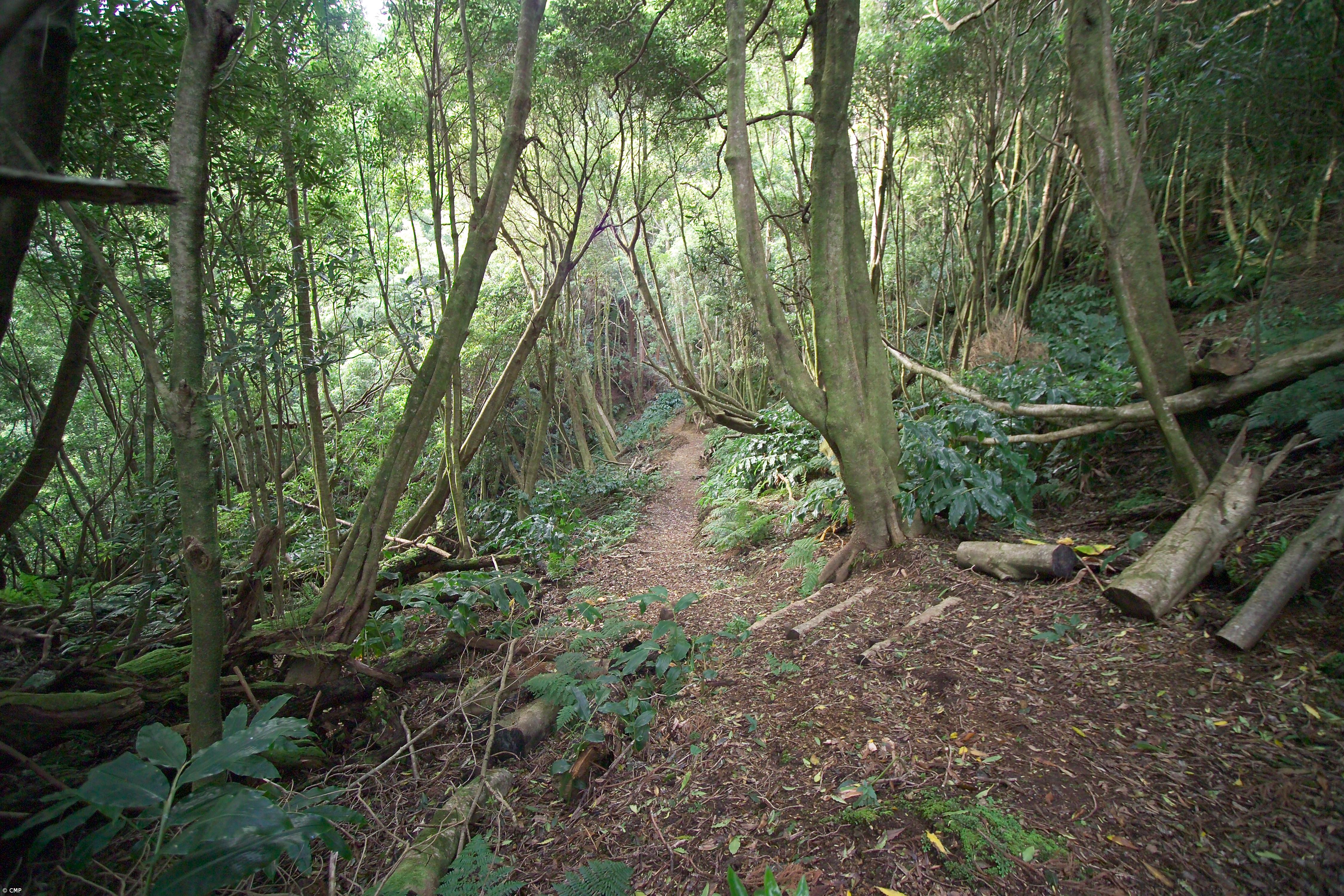 Trilho da Ribeira do Faial da Terra reaberto – Imagem 1