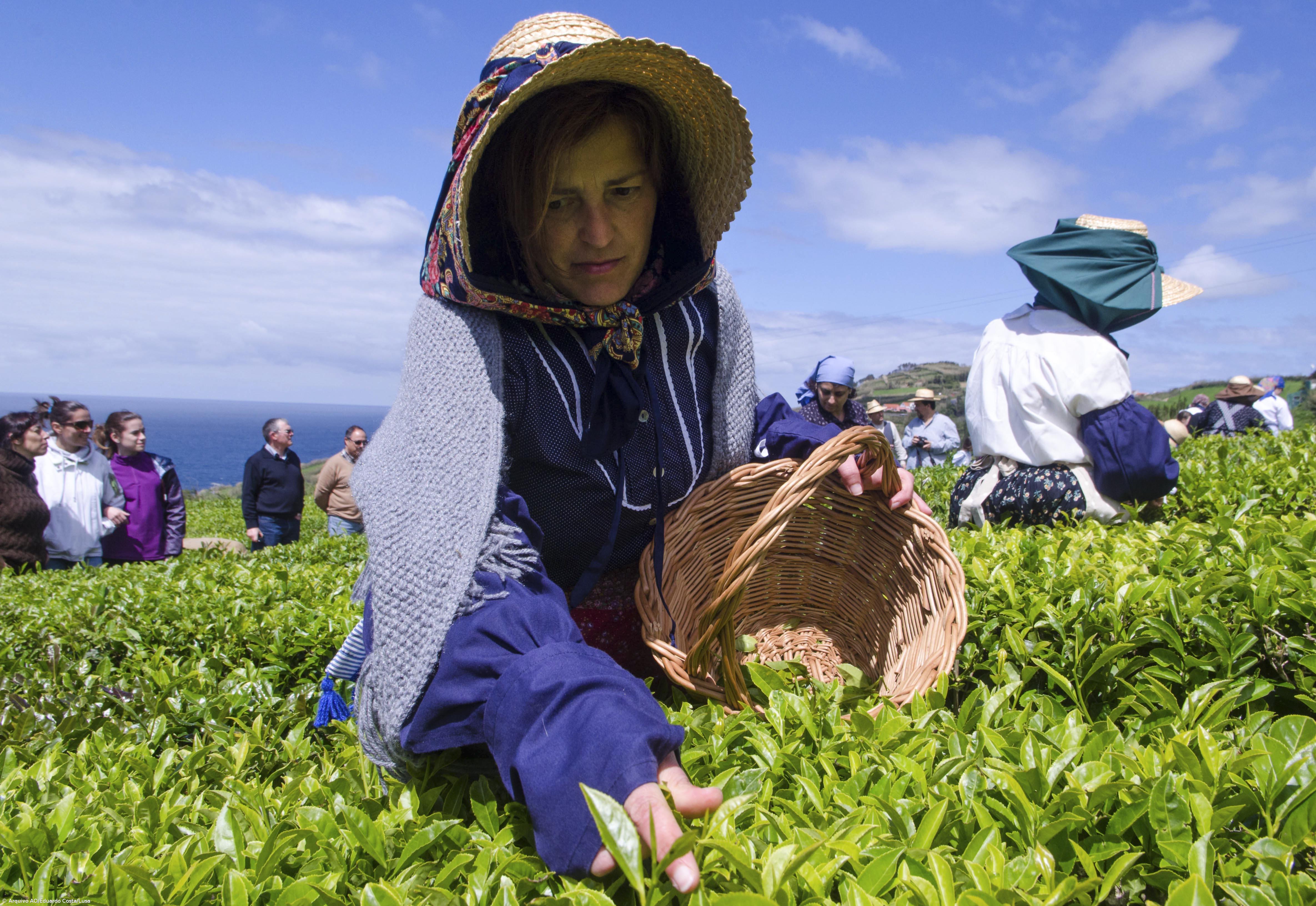 XXI Festa da Apanha de Chá no Porto Formoso – Imagem 1