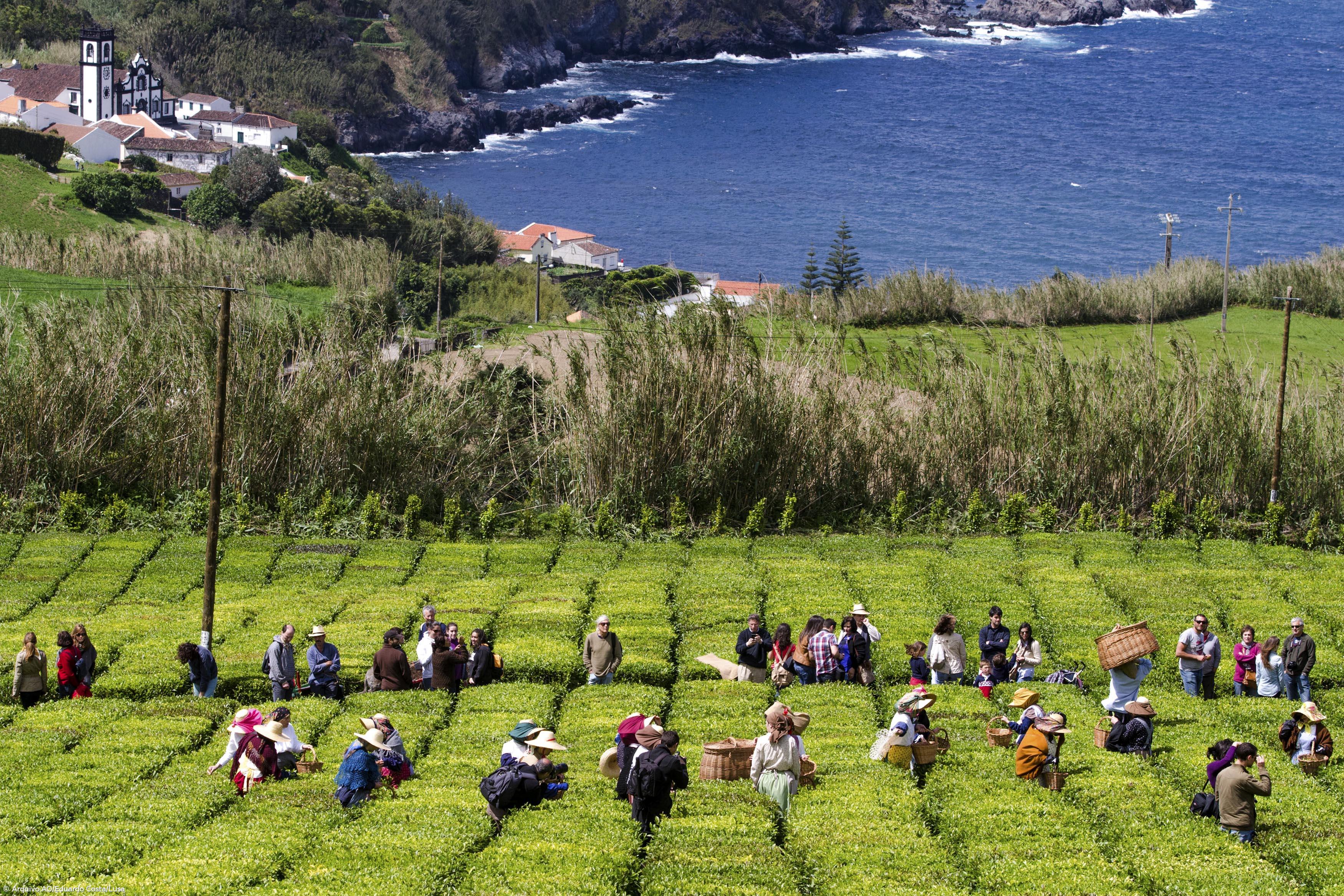 Investigador garante que Açores possuíram cerca de 40 unidades de transformação de chá – Imagem 1