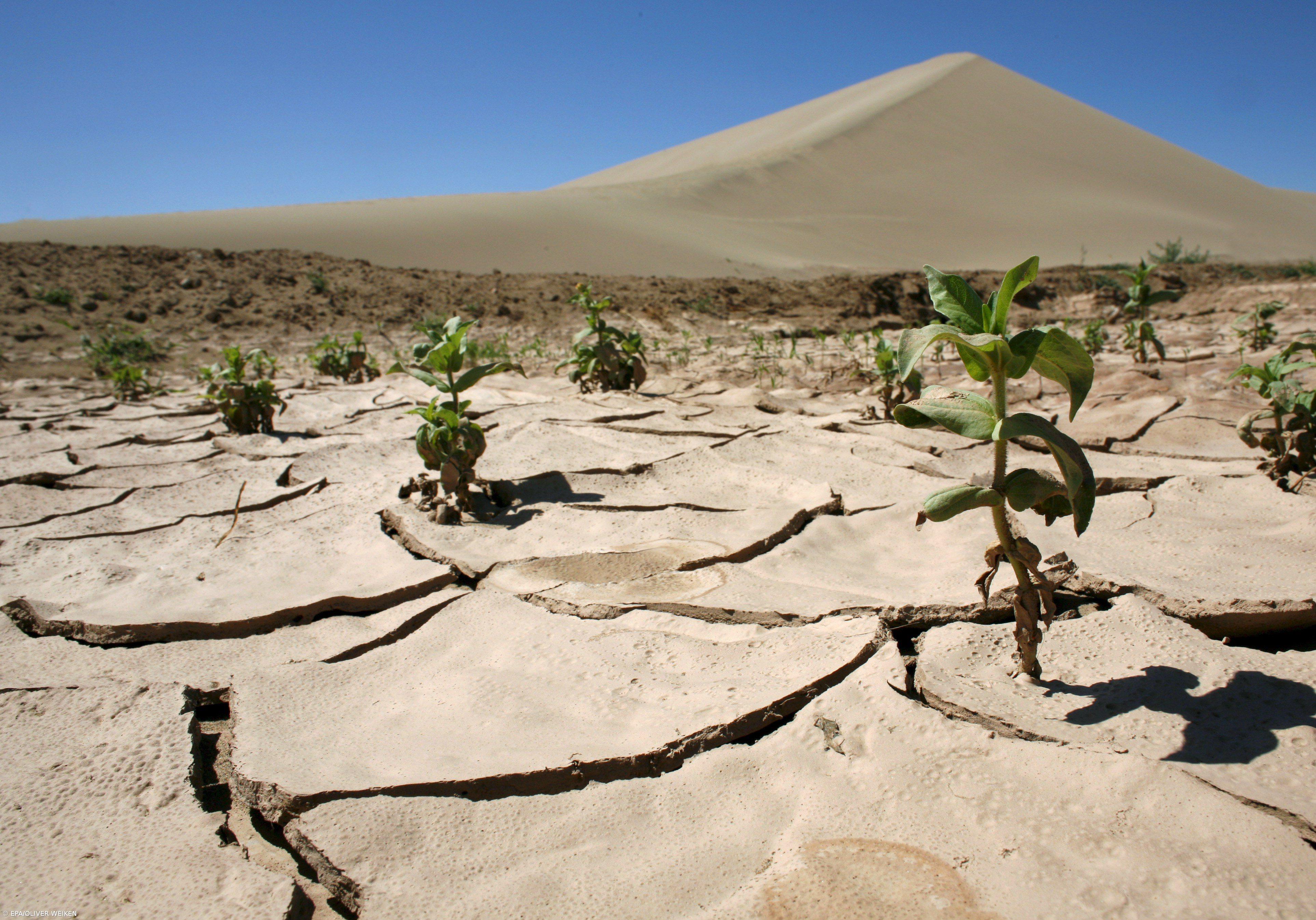 Investigadores criam bioestimulantes para que plantas resistam às alterações climáticas – Imagem 1