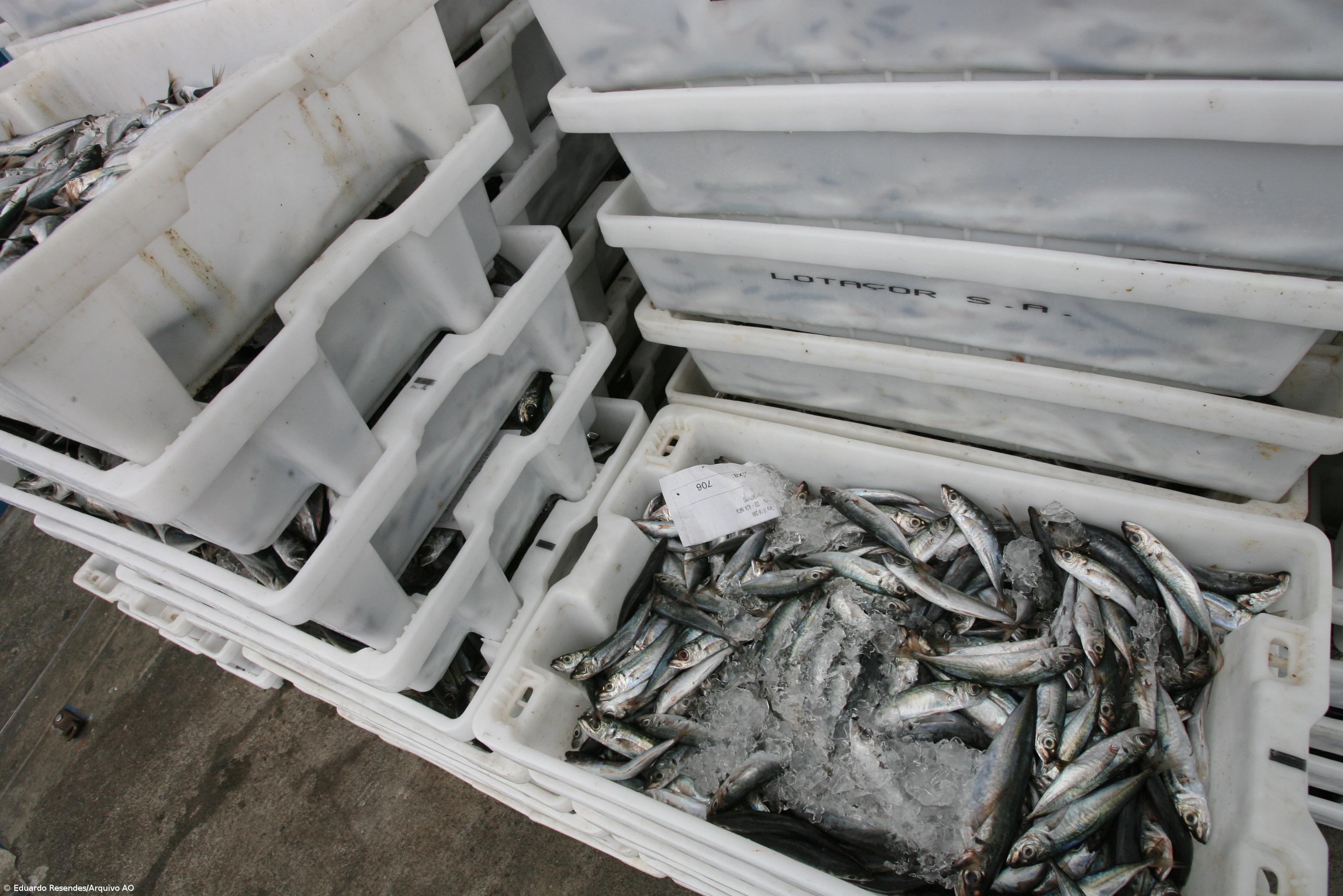 Governo dos Açores reforça fiscalização à venda ilegal de chicharro – Imagem 1