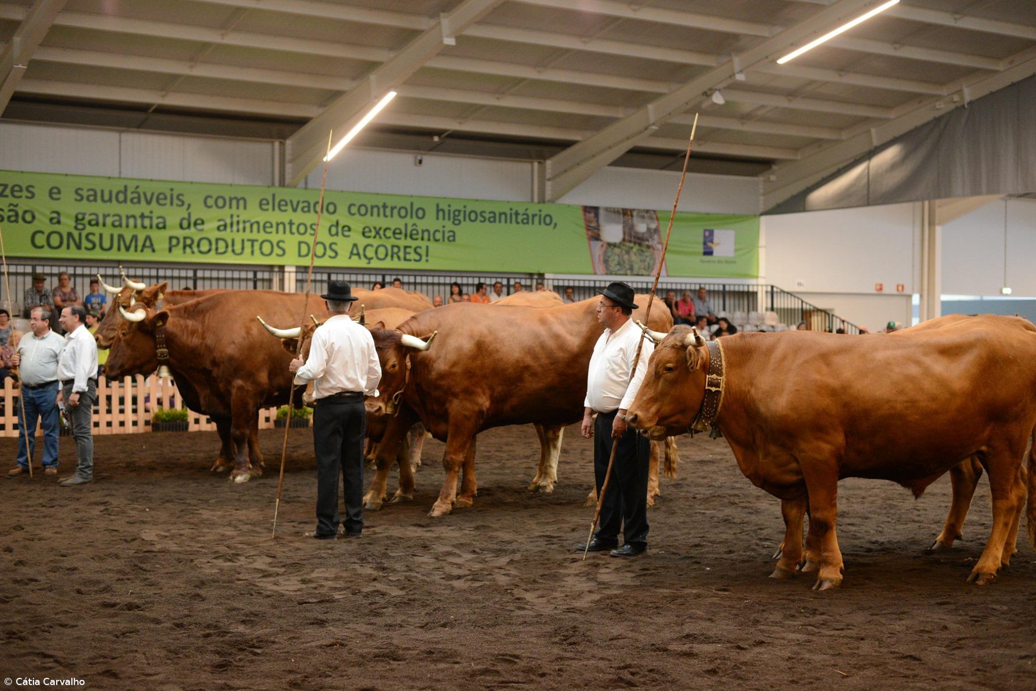 AGROTER: O Palco onde as Holstein-Frísia desfilam – Imagem 4