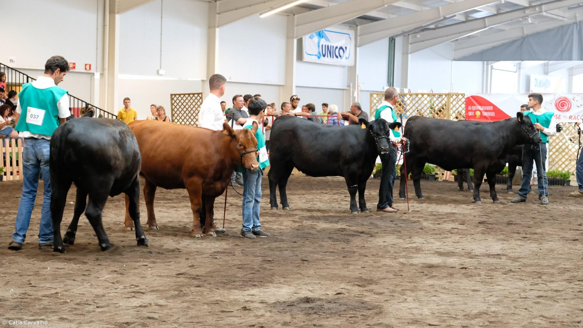 AGROTER: O Palco onde as Holstein-Frísia desfilam – Imagem 5