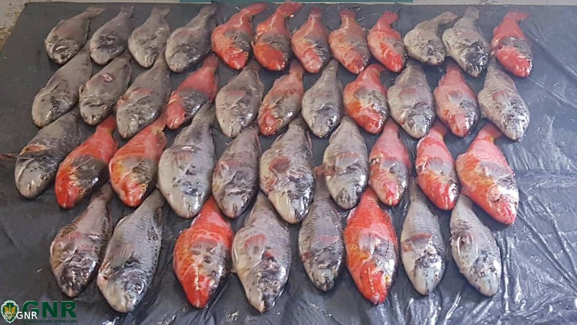 GNR apreende 45 quilos de Veja nas Flores – Imagem 1