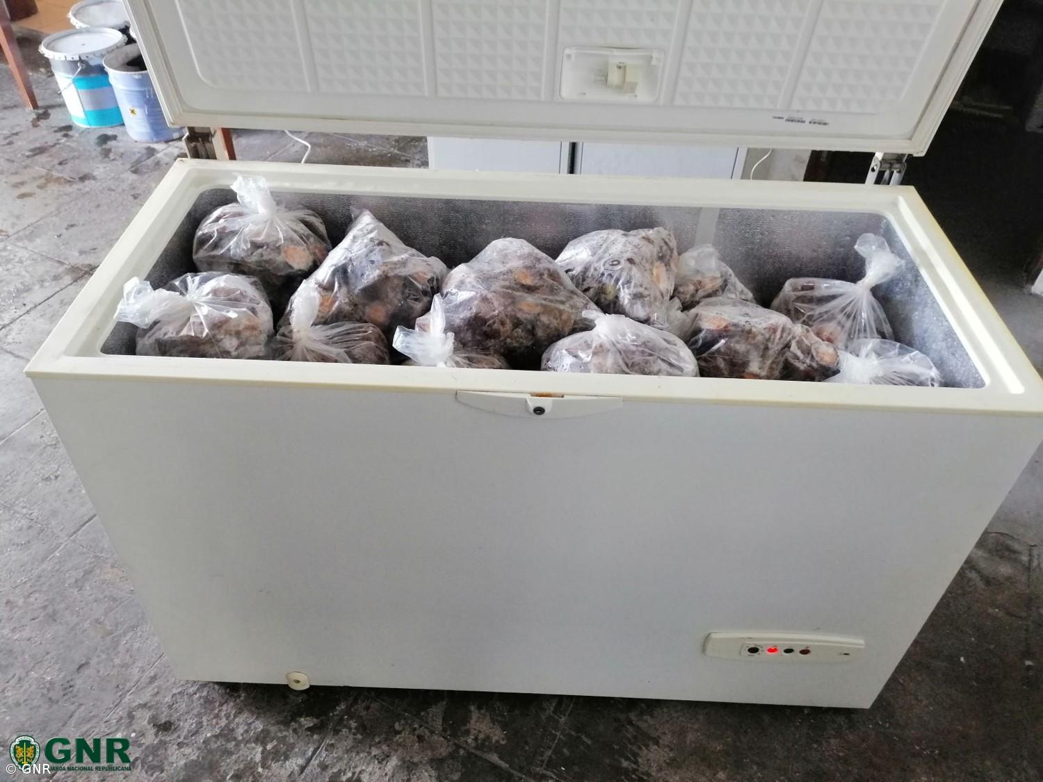 Apreensão de 232 quilos de lapas em São Jorge – Imagem 1