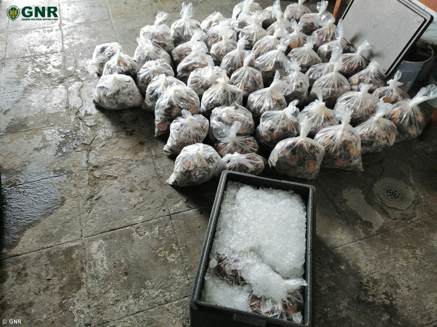 Apreensão de 232 quilos de lapas em São Jorge – Imagem 2