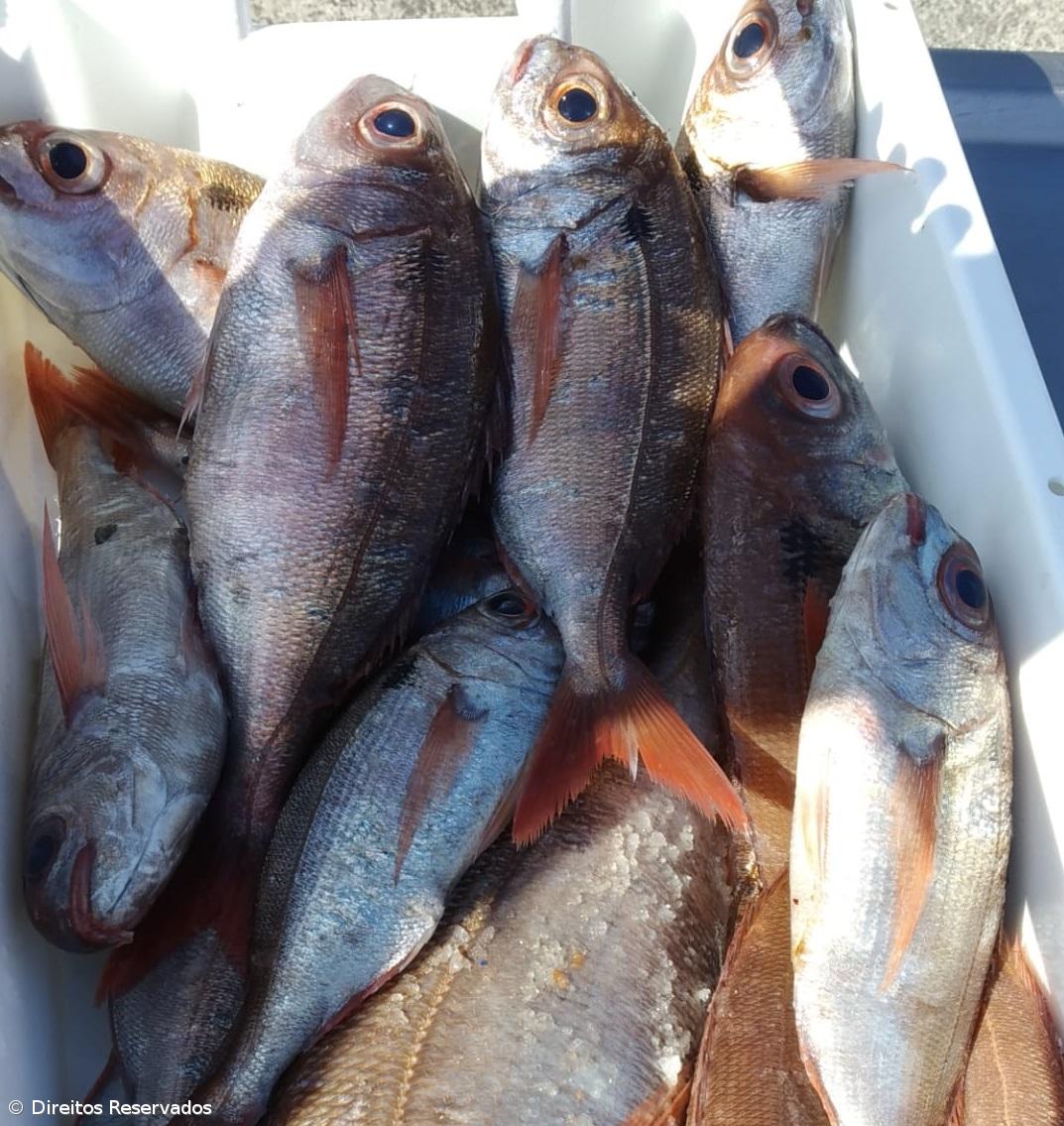 Ministros da Agricultura e Pescas têm hoje primeiro debate sobre capturas para 2025 – Imagem 1