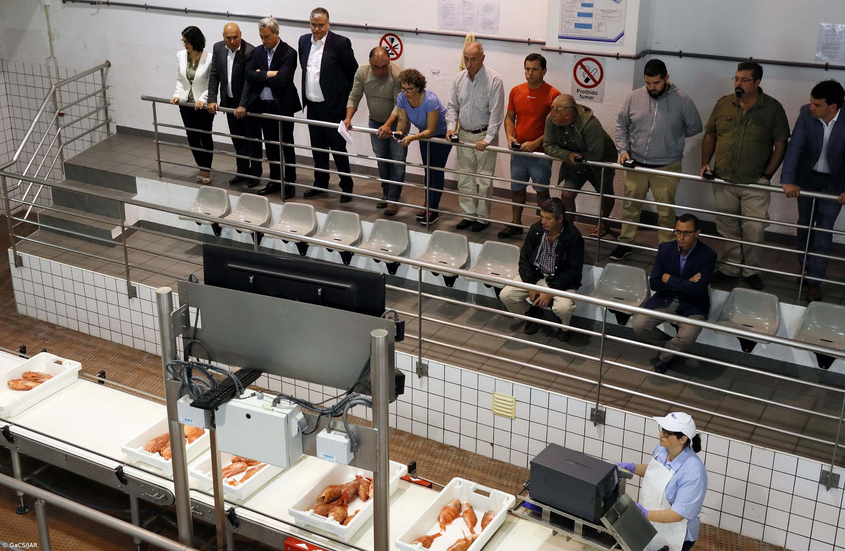 Federação das Pescas "carregadíssima de razão" sobre atum-voador, diz Vasco Cordeiro – Imagem 2