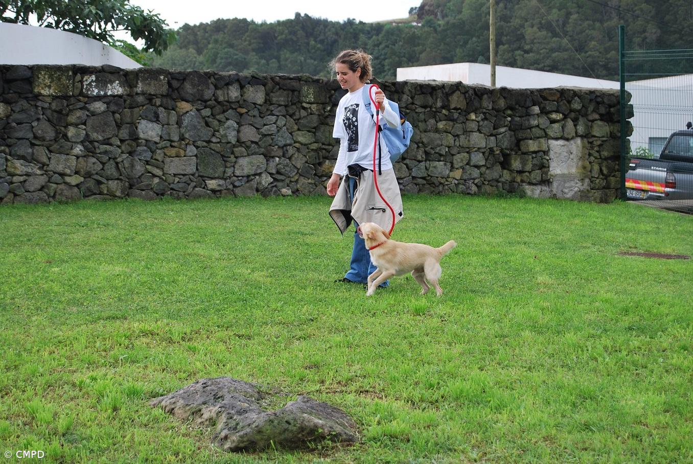 Câmara adjudica projeto para melhorar Centro Recolha Oficial de Ponta Delgada – Imagem 1