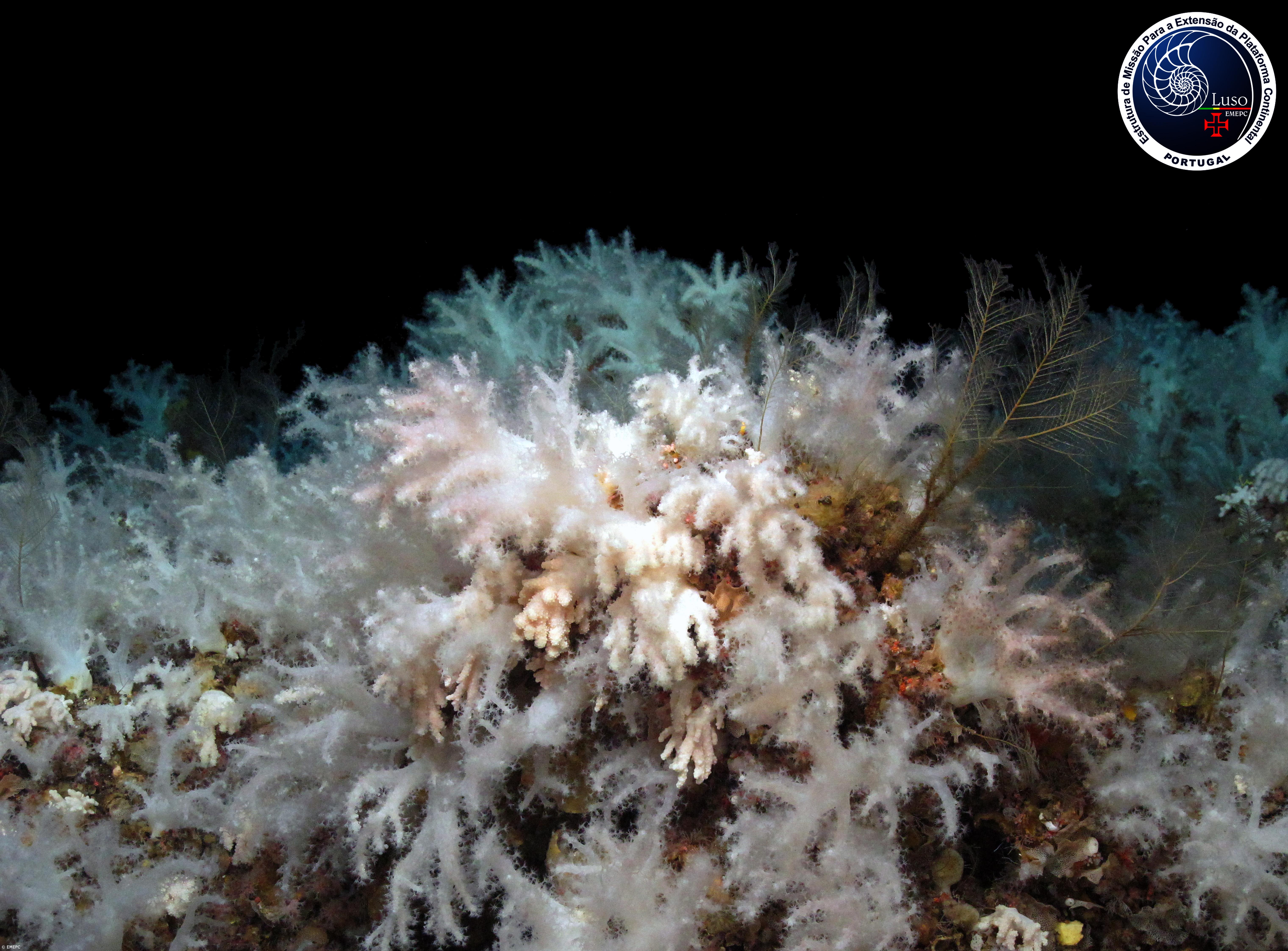 Expedição Luso-Espanhola descobre novo jardim de corais moles nos Açores – Imagem 1