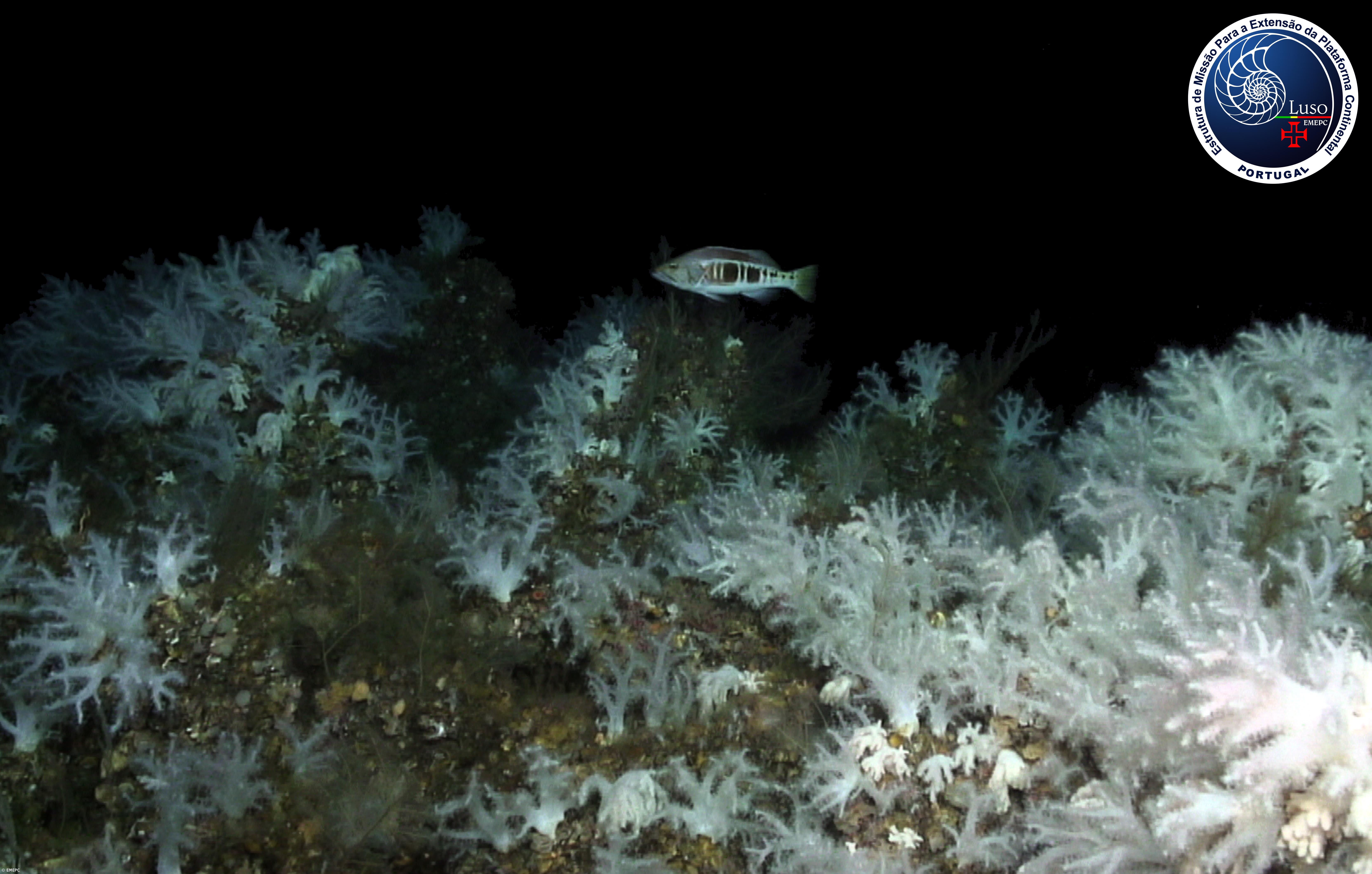 Expedição Luso-Espanhola descobre novo jardim de corais moles nos Açores – Imagem 2