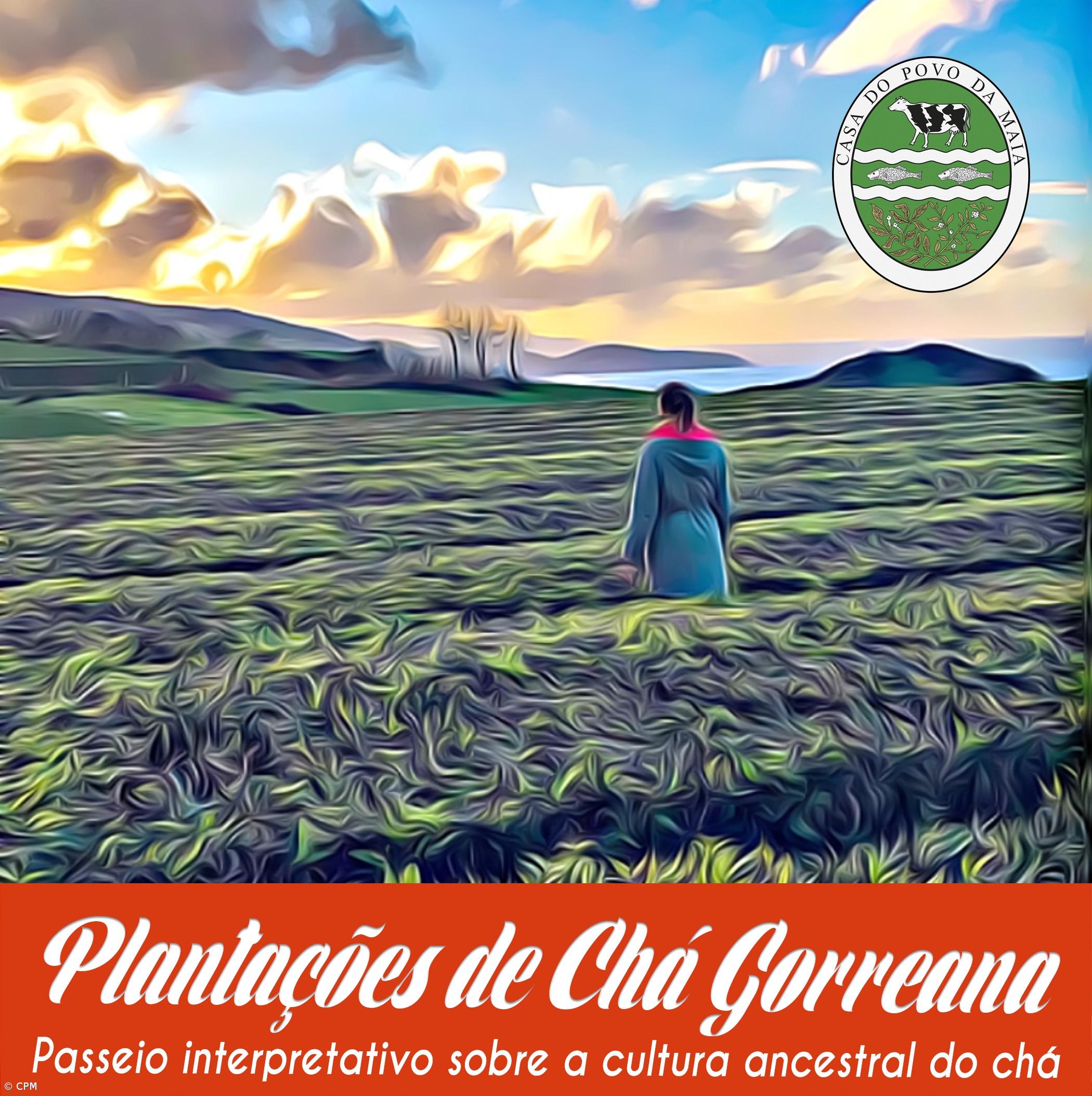 Maia organiza passeio pelo mundo ancestral do chá – Imagem 1