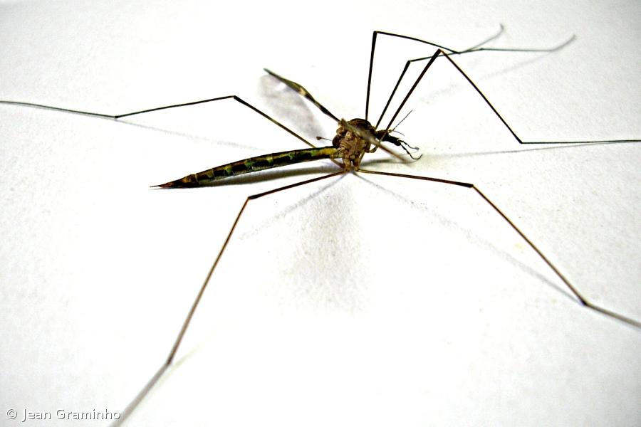 Agência da ONU estuda uso de técnica nuclear para combater mosquito da dengue – Imagem 1