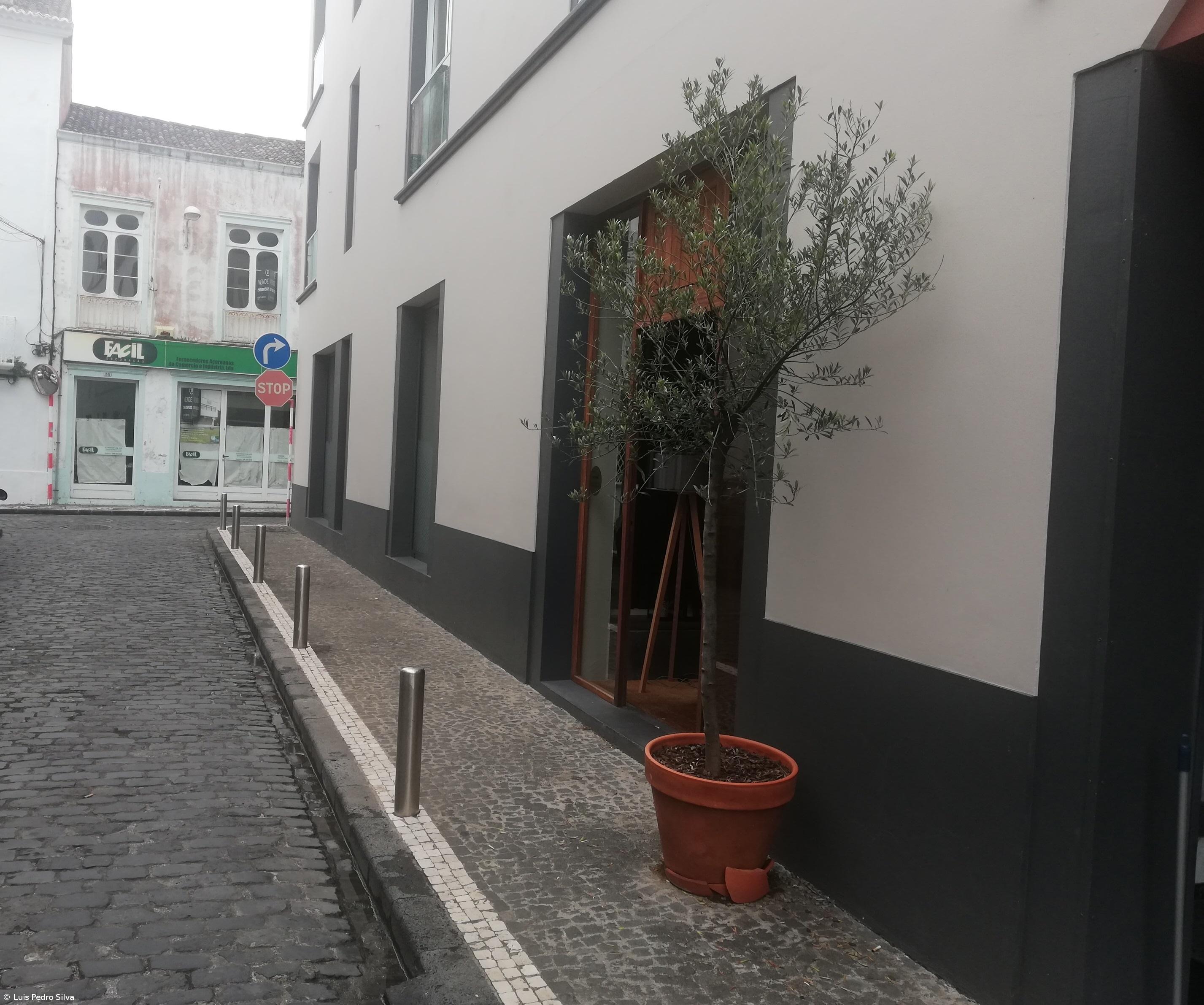 Empresário forçado a retirar planta do passeio público – Imagem 1