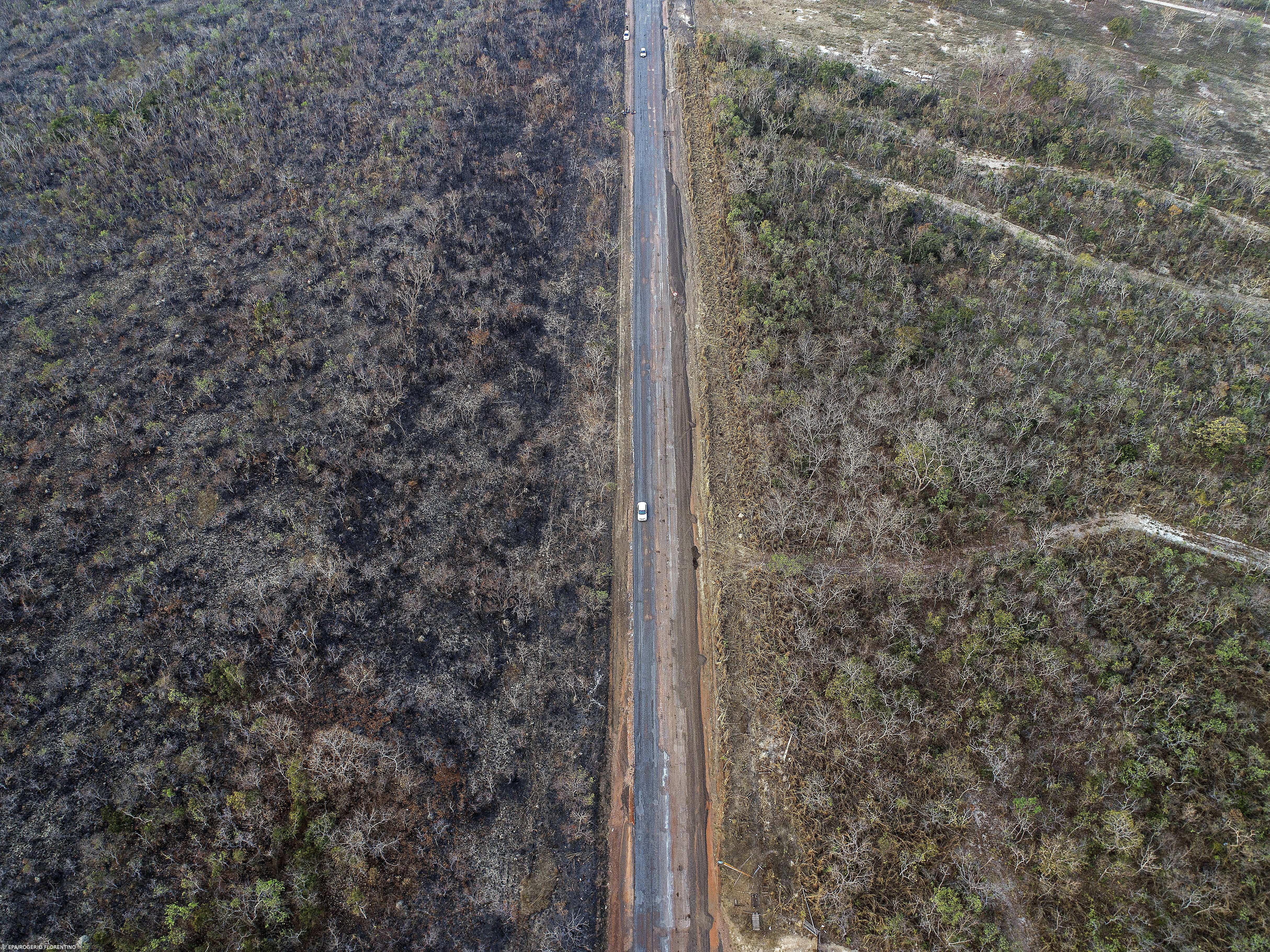 Objetivos climáticos não serão cumpridos se Amazónia não for protegida  – Imagem 1