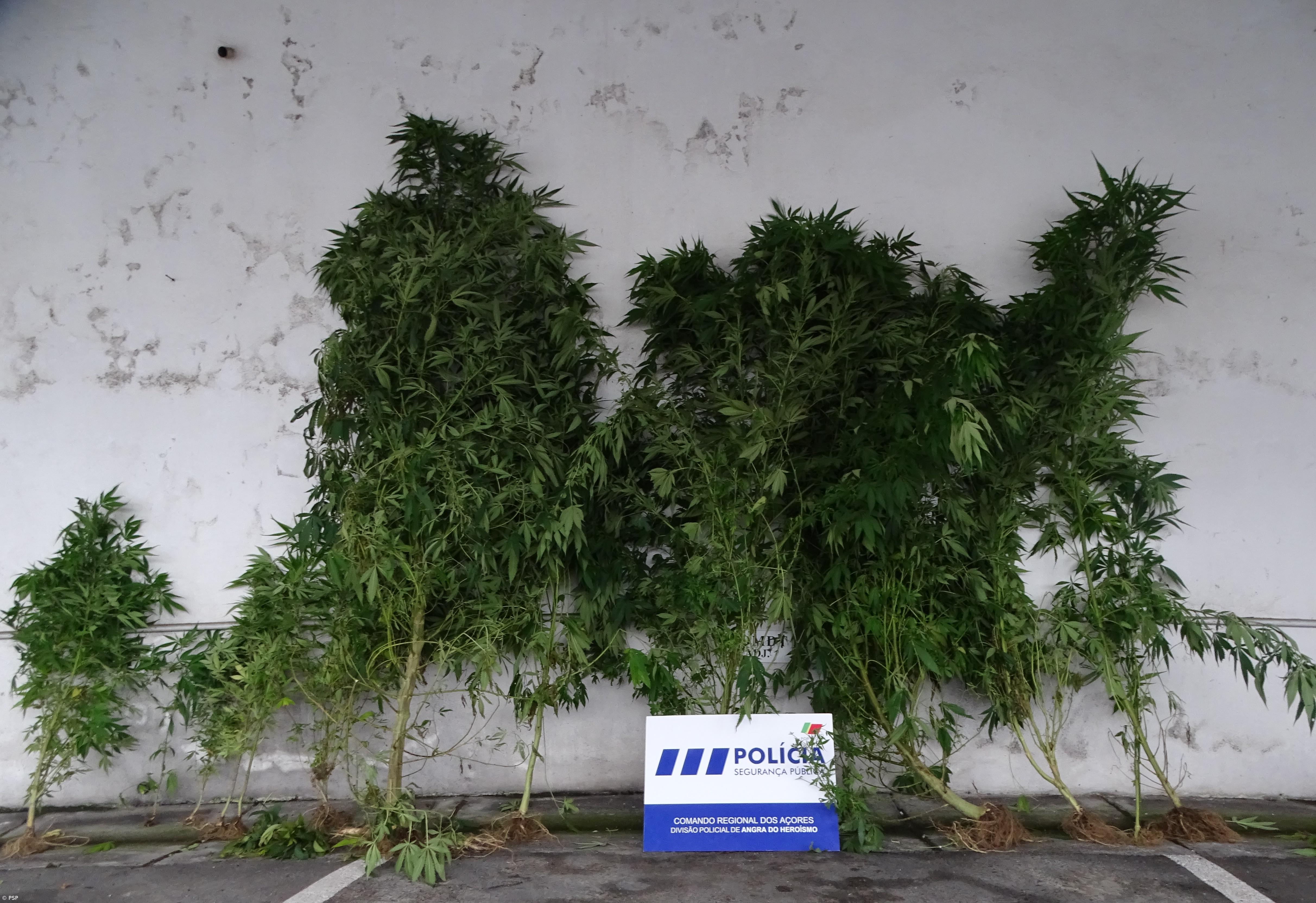 Homem detido por posse e cultivo de plantas de cannabis – Imagem 1