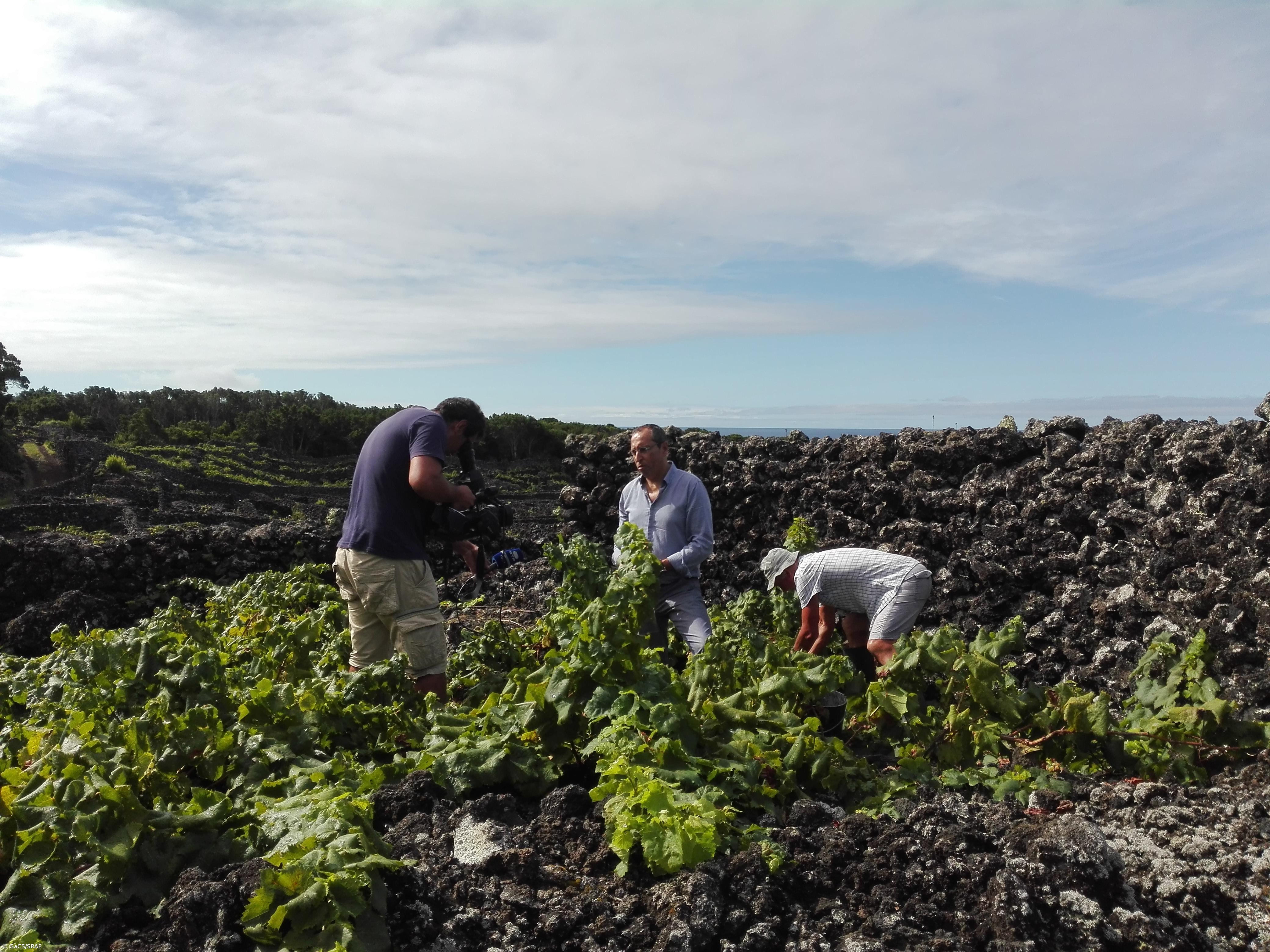 Abertas candidaturas ao VITIS com dotação de quatro milhões de euros – Imagem 1