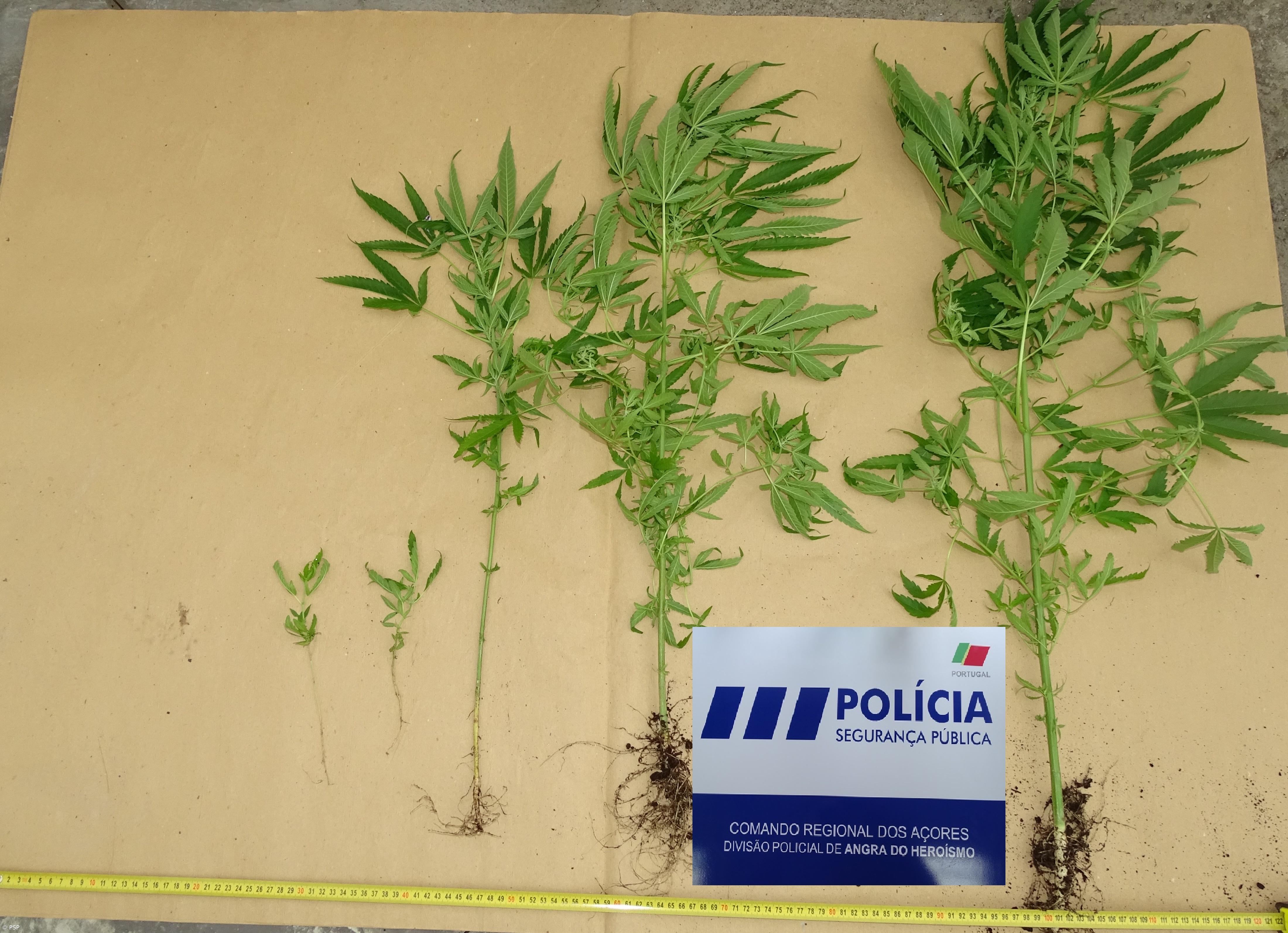 Detido homem nos Biscoitos por cultivo de plantas de cannabis – Imagem 1