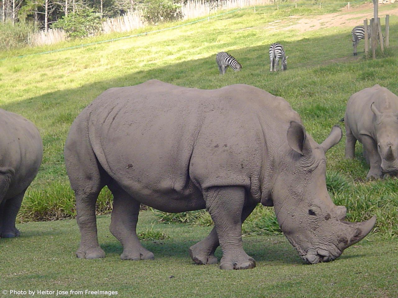 Cientistas tentam salvar rinoceronte-branco do norte da extinção com embriões 'in vitro' – Imagem 1