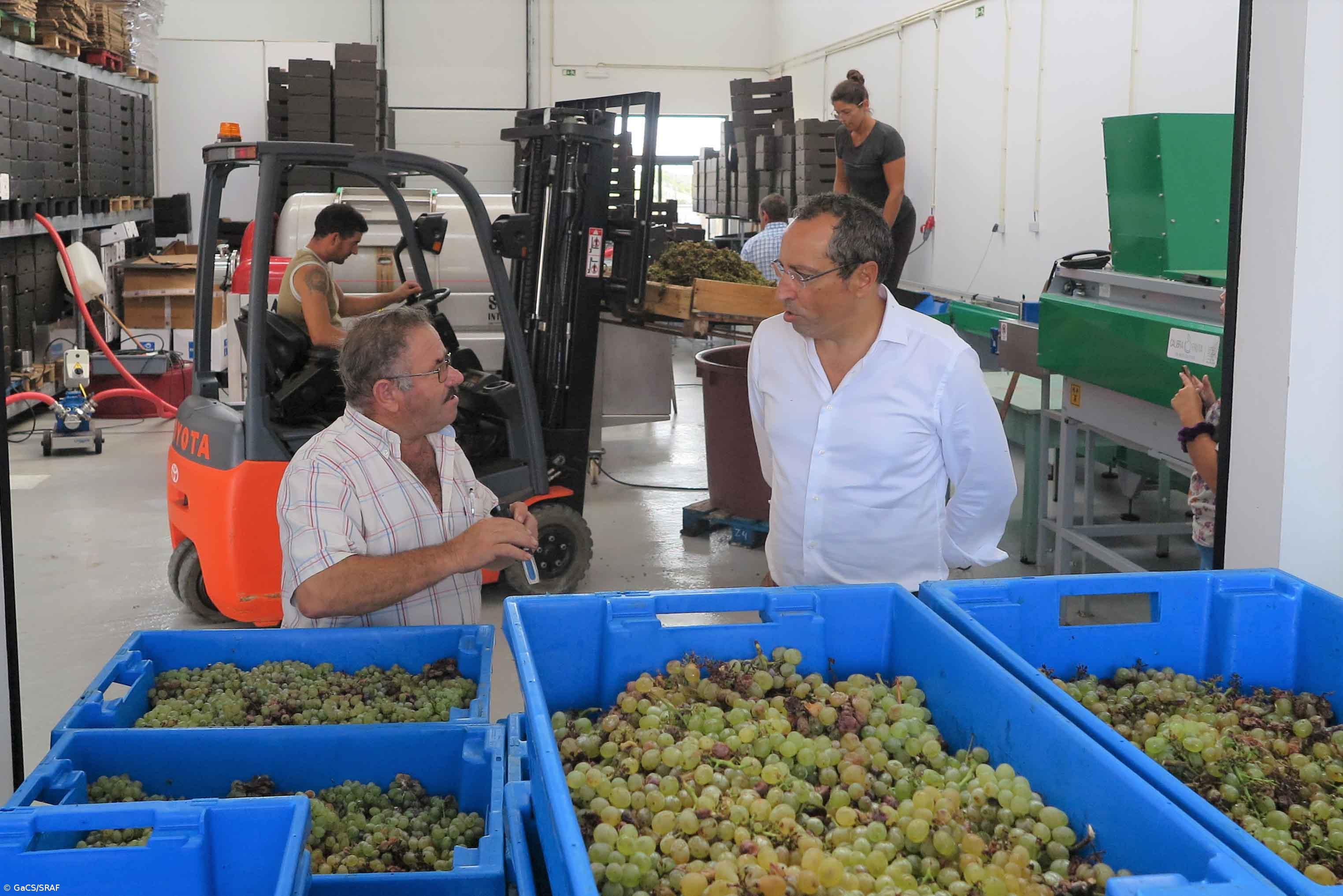 Governo desenvolve ‘app’ e guia sobre vinhos certificados do arquipélago – Imagem 1