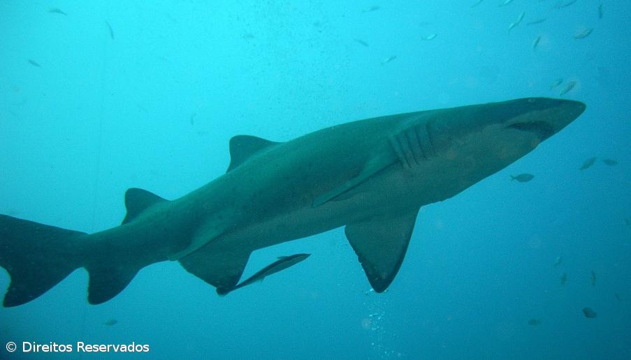 Defensores dos animais saúdam fim da sopa de barbatana de tubarão em banquetes oficiais chineses – Imagem 1