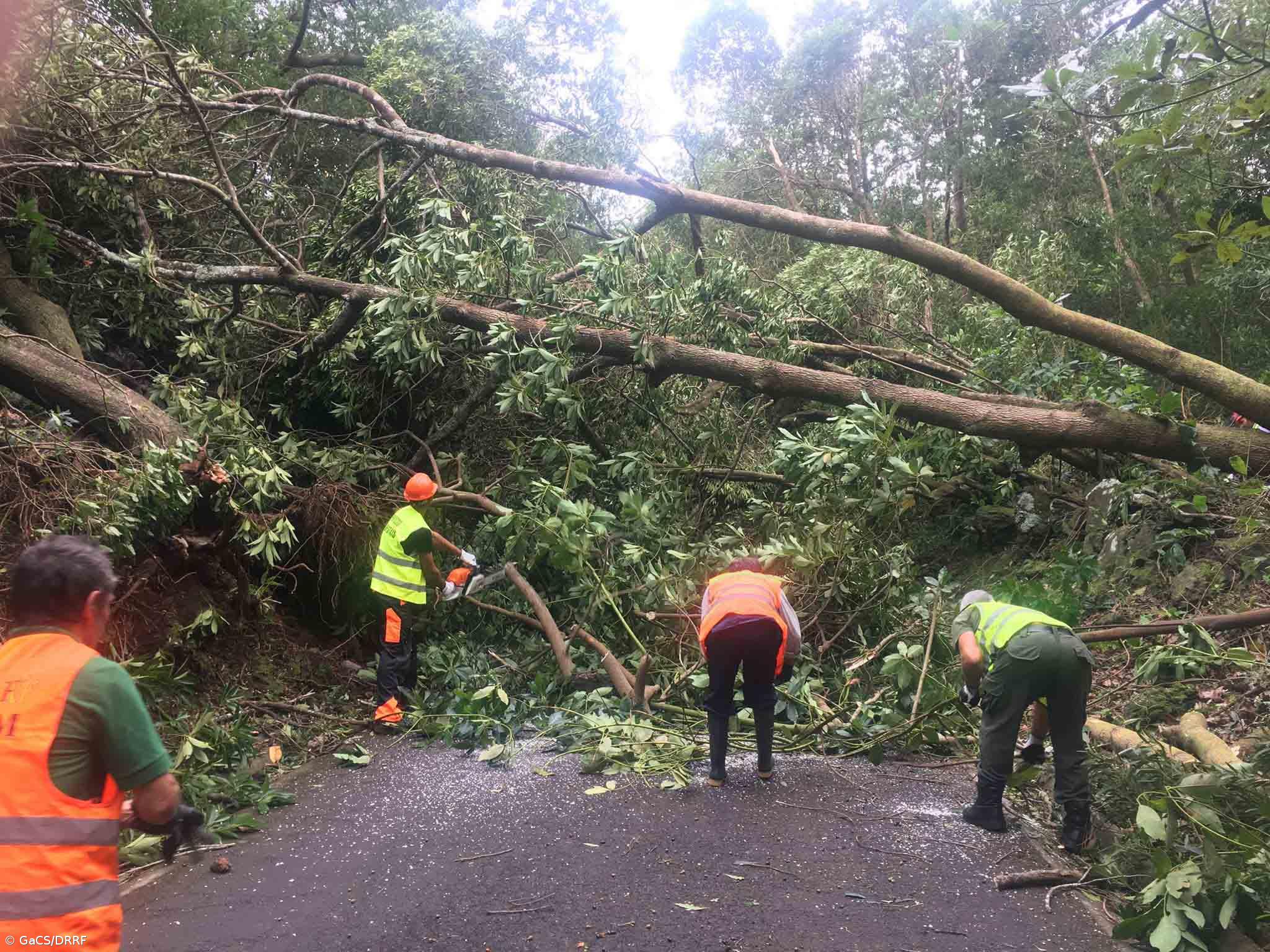 Mais de 150 meios humanos da Direção Regional dos Recursos Florestais estão no terreno a desobstruir caminhos   – Imagem 2