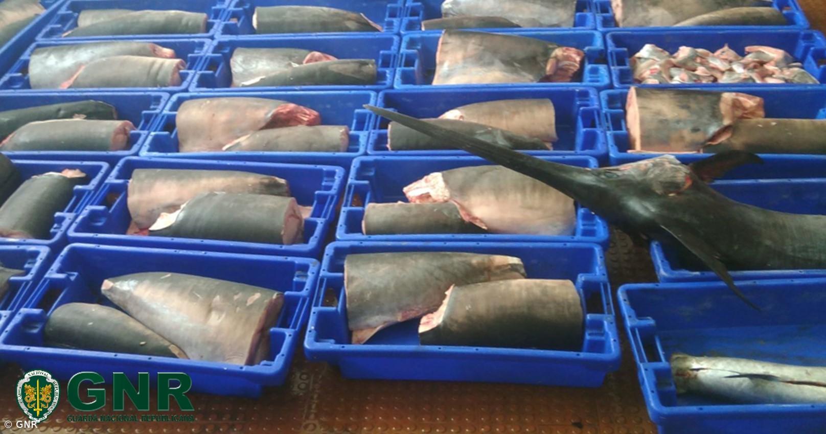 Apreensão de 605 quilos de espadarte por fuga à lota na Terceira – Imagem 1