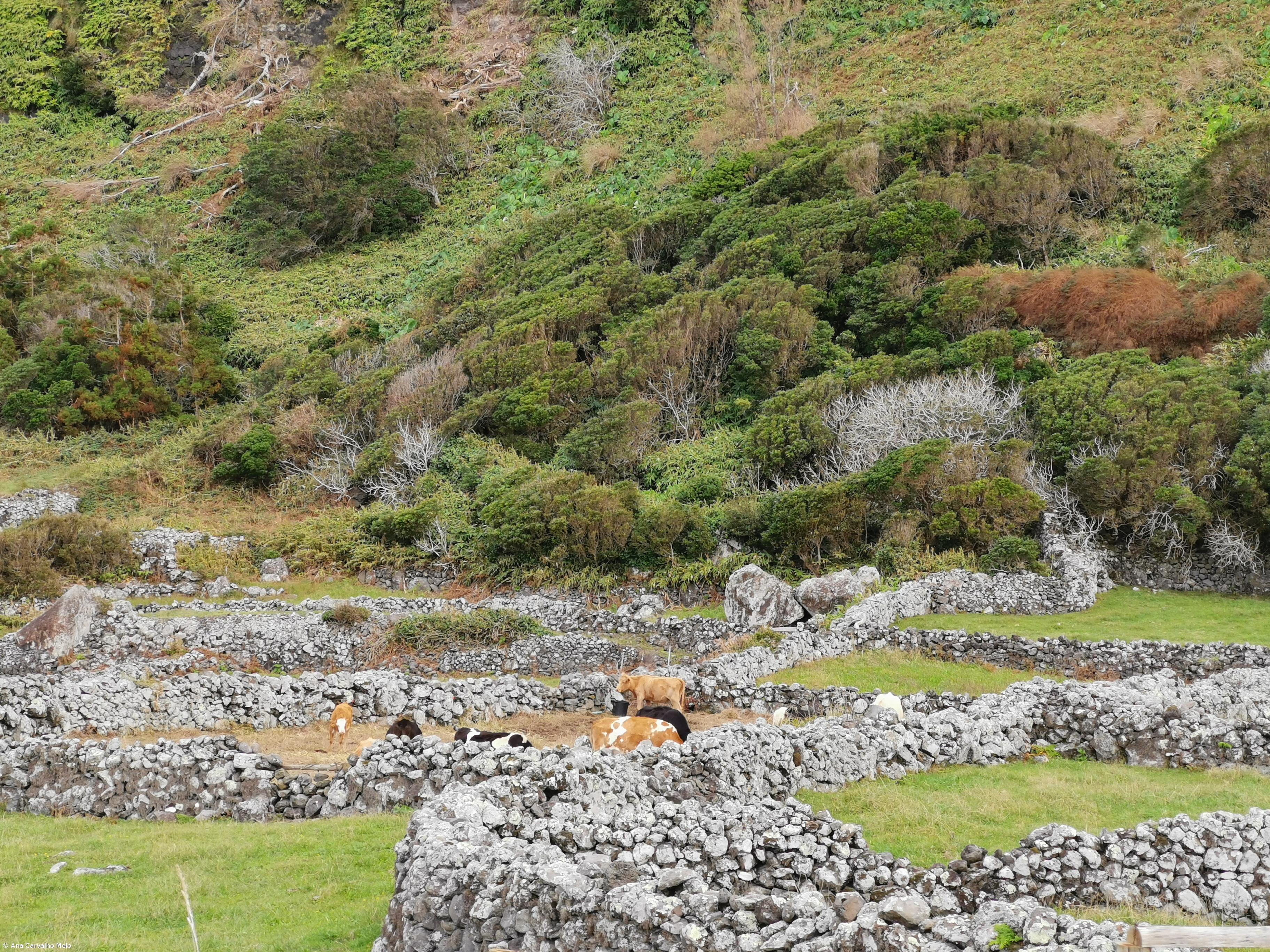 Aprovados primeiros apoios a agricultores após furacão "Lorenzo" – Imagem 1