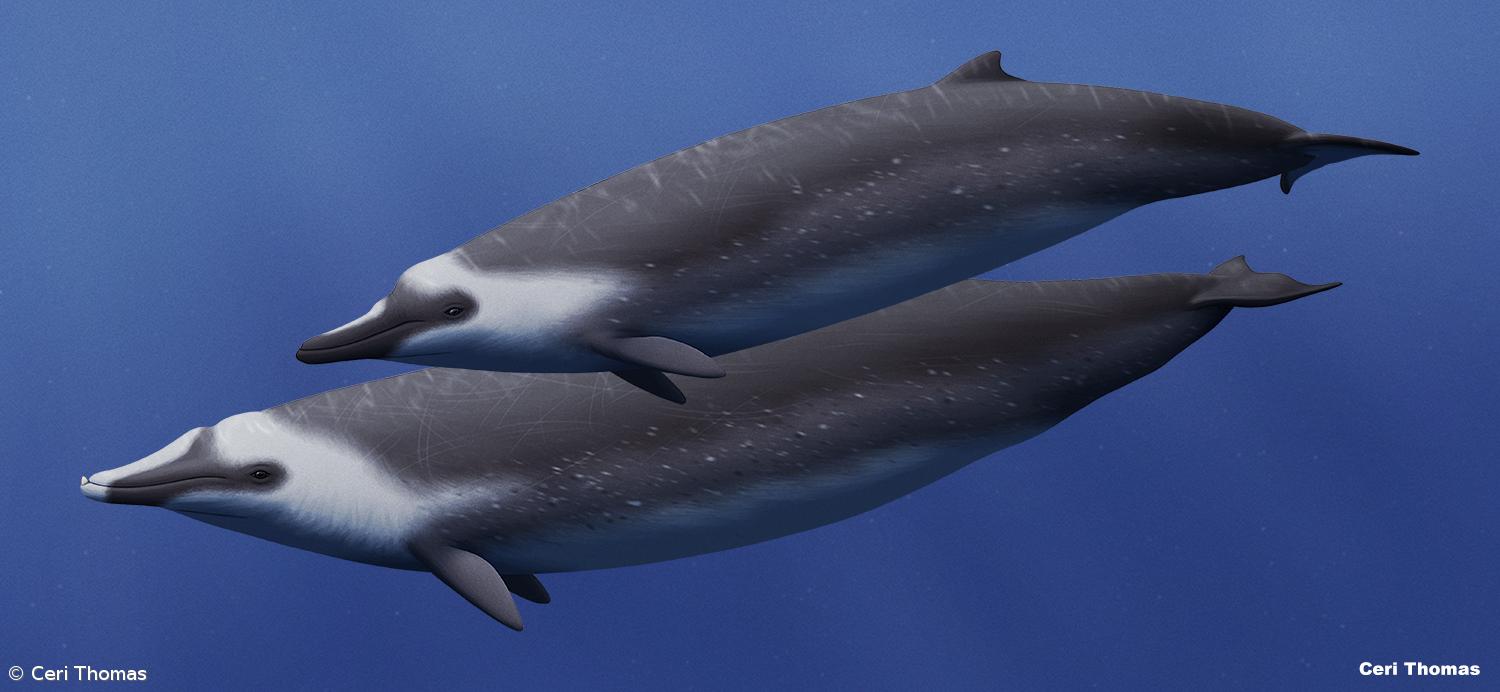 Fóssil com seis milhões de anos encontrado nos Açores em museu na ilha do Faial – Imagem 1