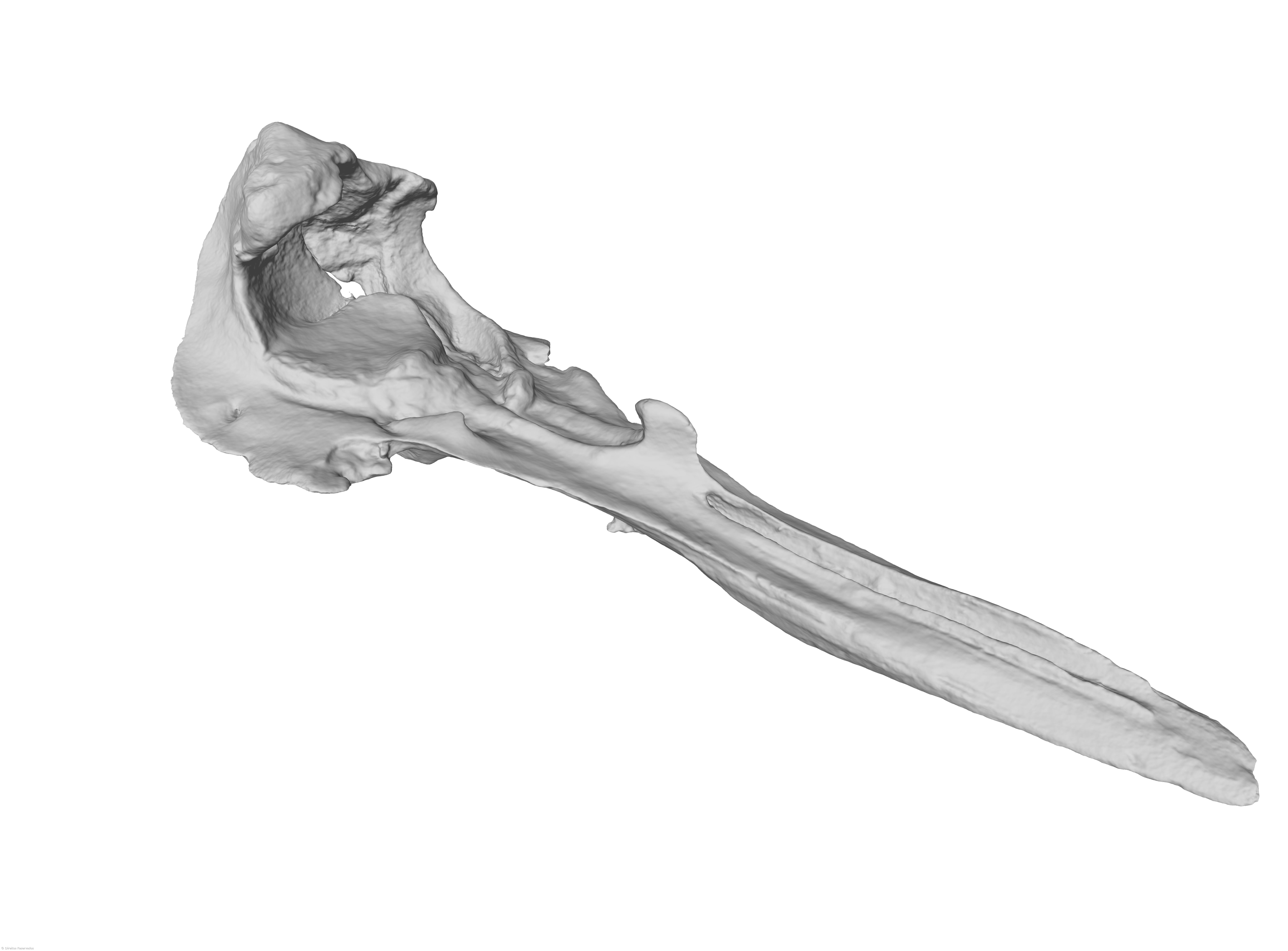 Fóssil com seis milhões de anos encontrado nos Açores em museu na ilha do Faial – Imagem 2