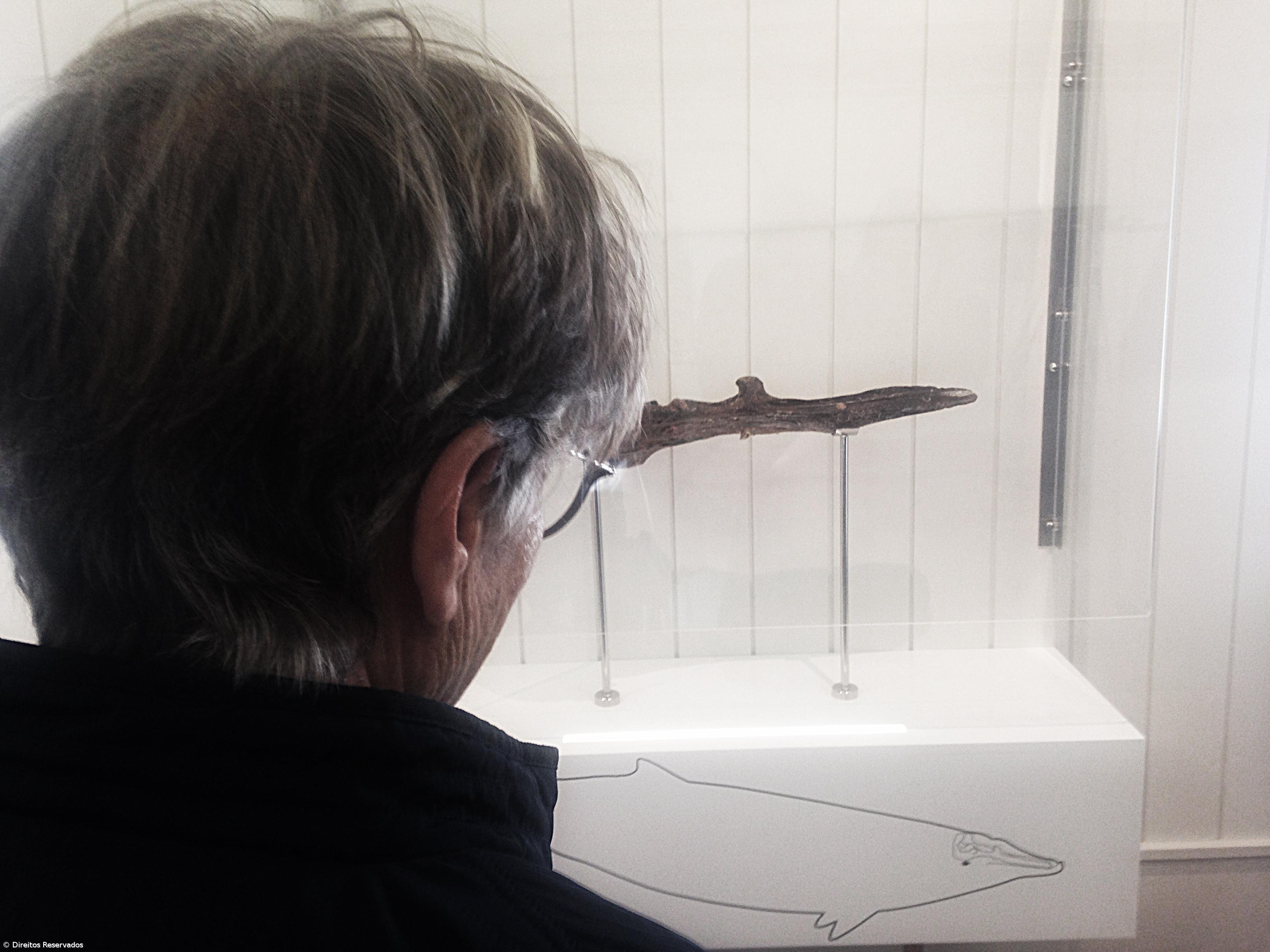 Fóssil com seis milhões de anos encontrado nos Açores em museu na ilha do Faial – Imagem 3