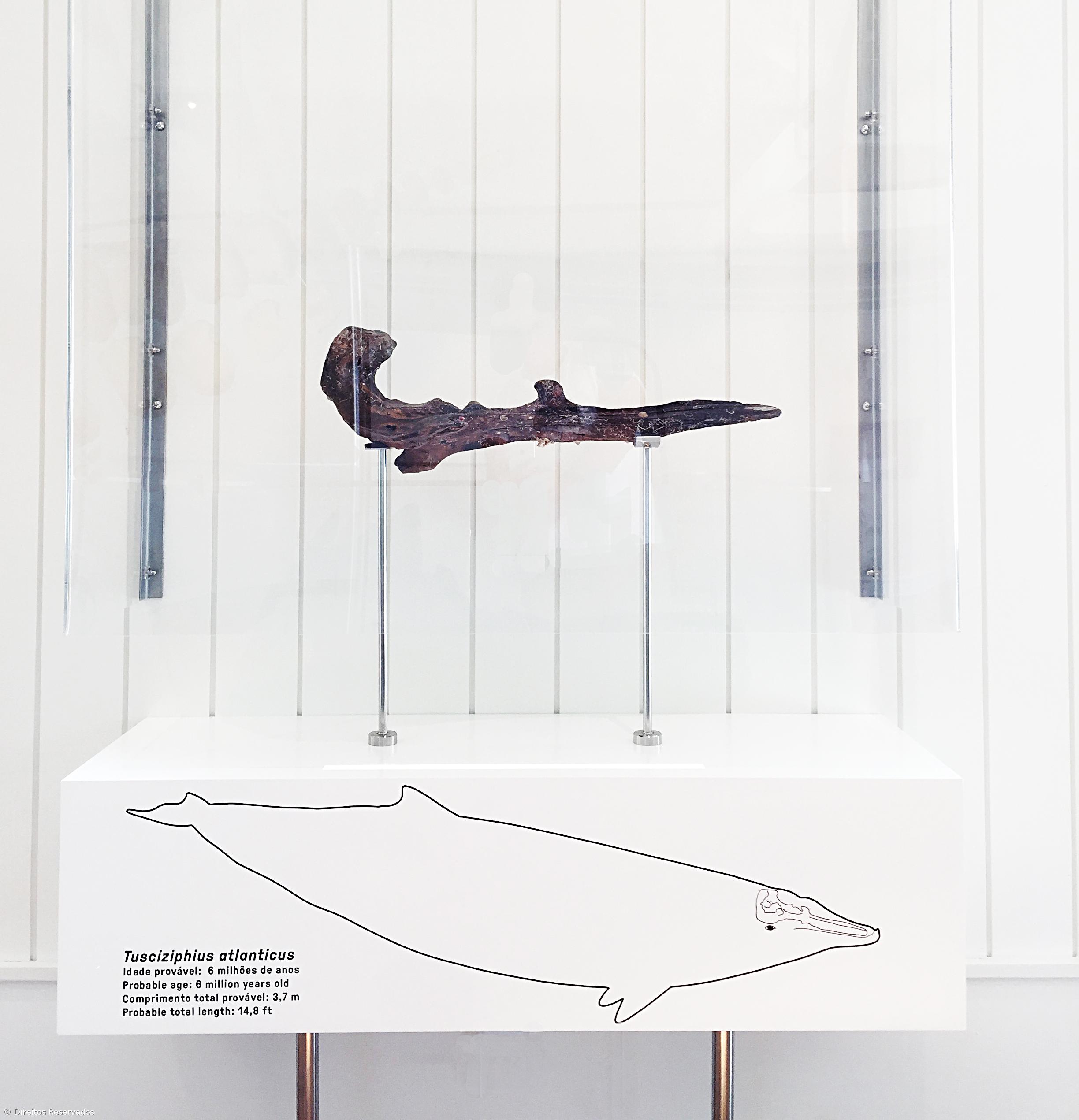 Fóssil com seis milhões de anos encontrado nos Açores em museu na ilha do Faial – Imagem 4