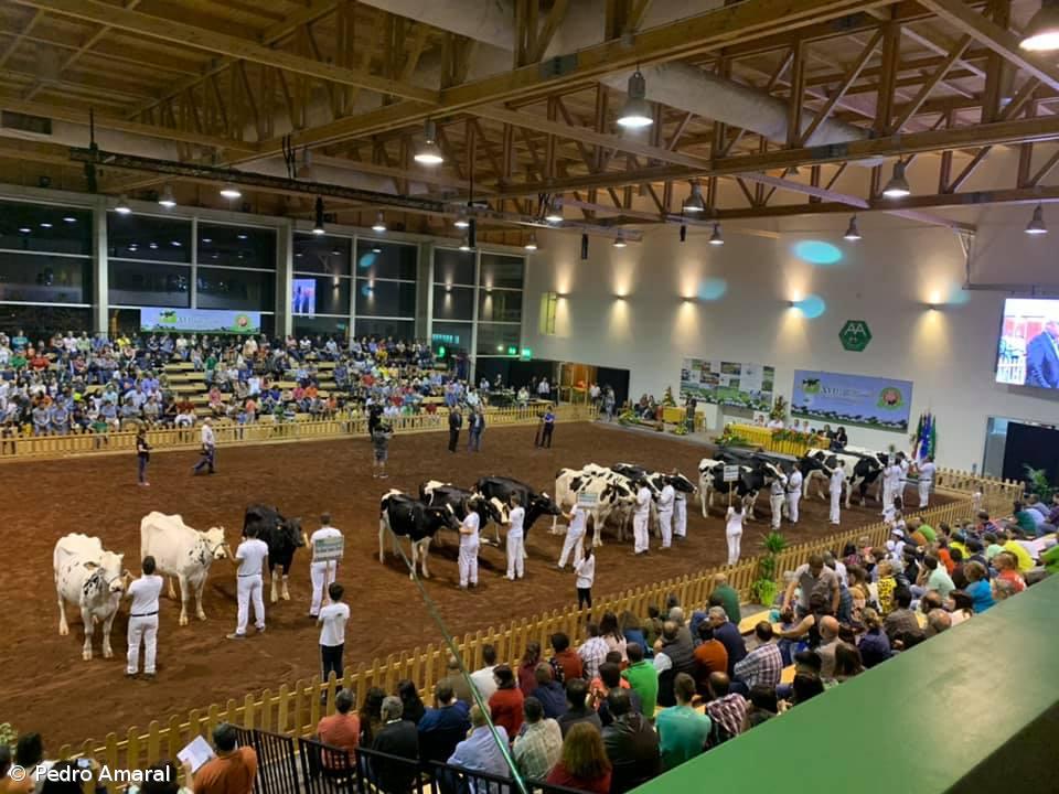50 explorações e 170 vacas no Concurso Holstein Frísia de Outono – Imagem 1