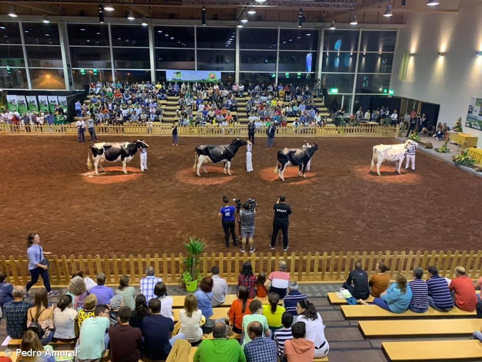 VI Concurso Micaelense da Raça Holstein Frísia de Outono – Imagem 1