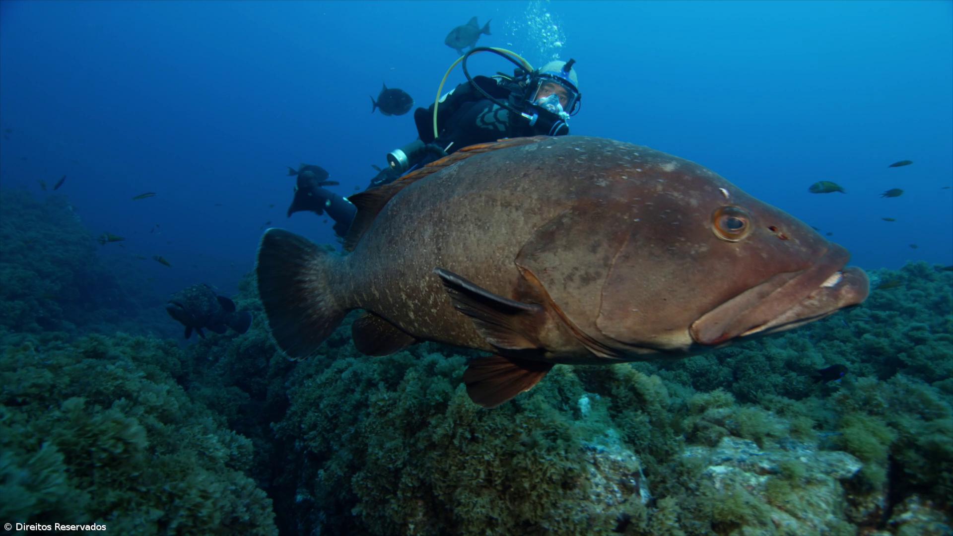 “Se não for dentro de uma área marinha protegida não vemos nada” – Imagem 1