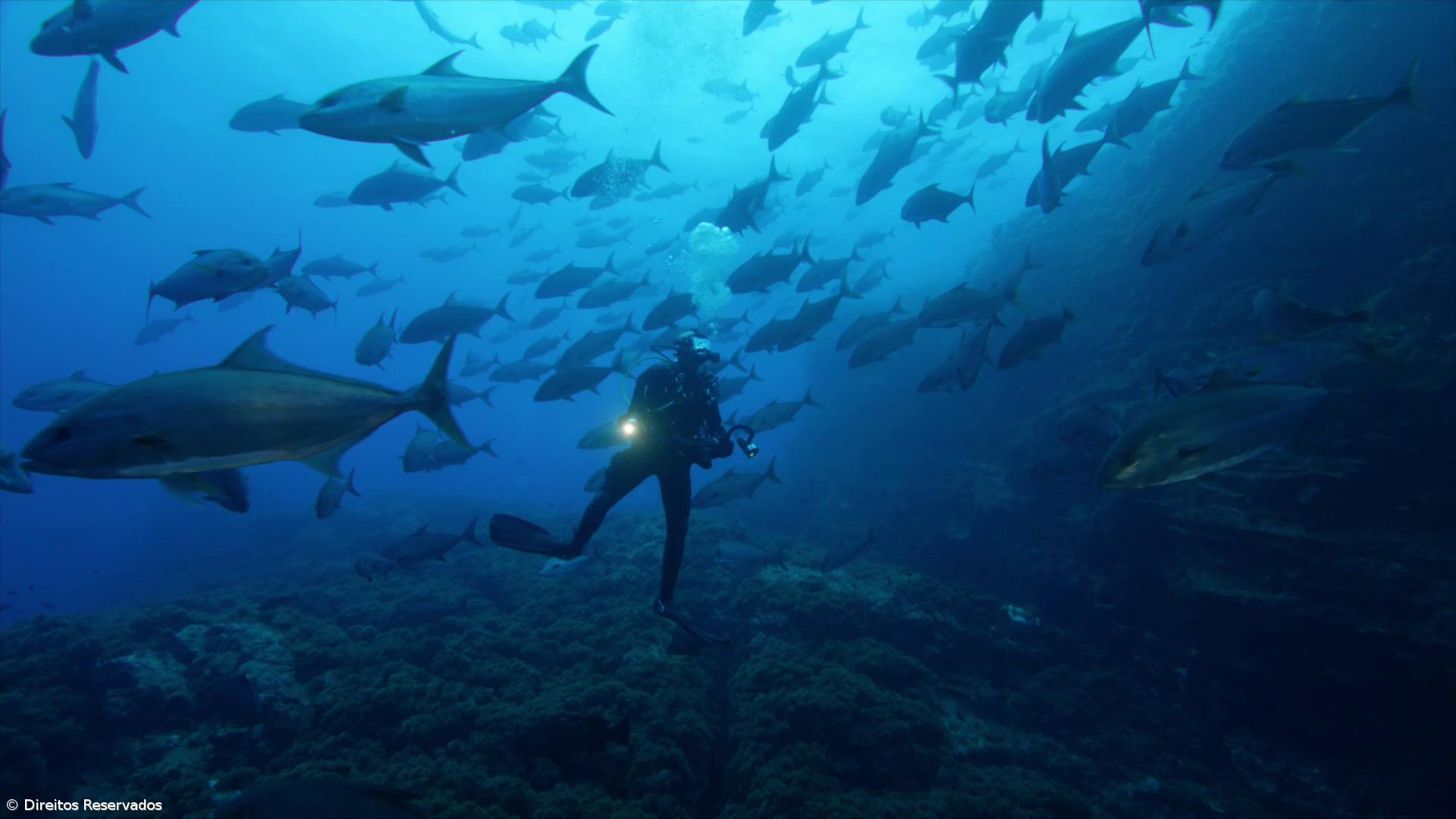 “Se não for dentro de uma área marinha protegida não vemos nada” – Imagem 2