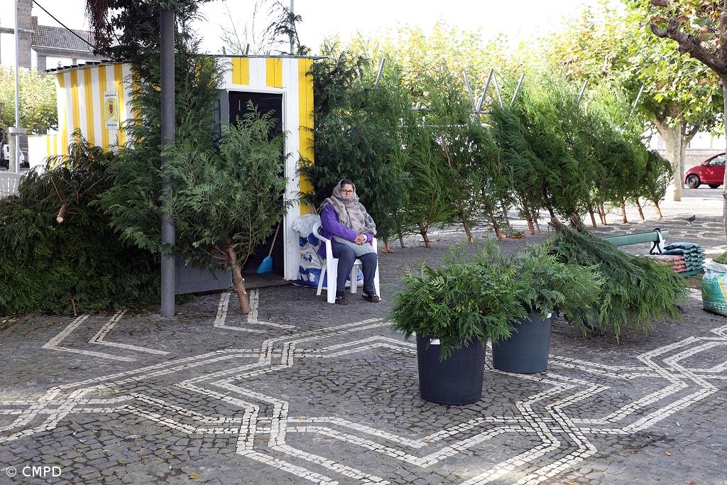 Até as árvores de Natal ficaram por vender em Ponta Delgada – Imagem 1